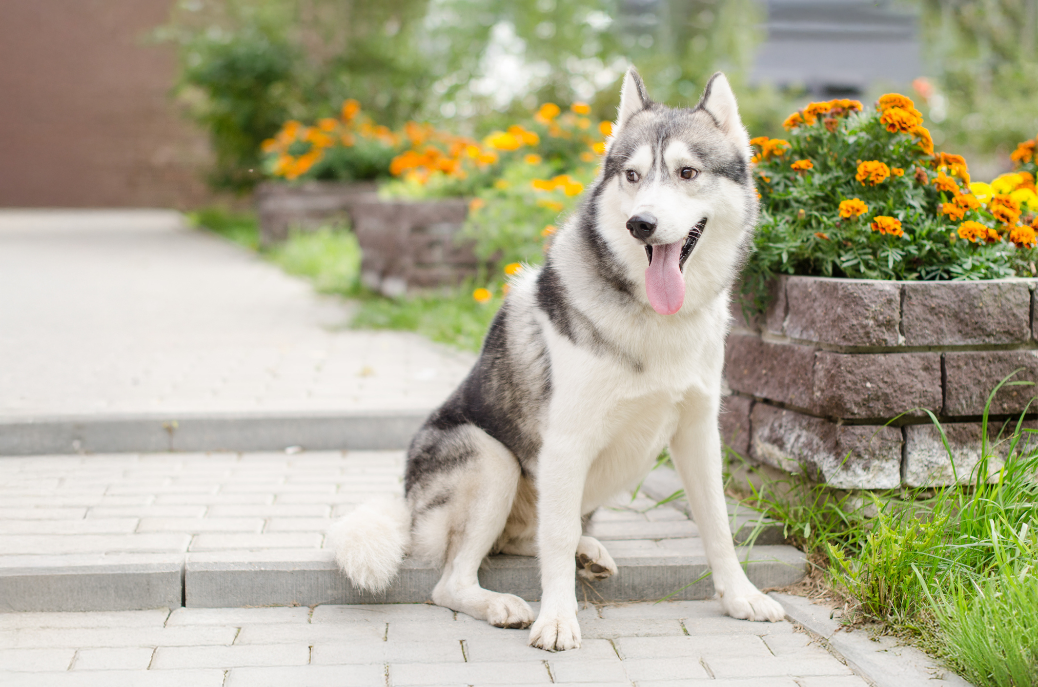 2674599-husky-garden.jpg