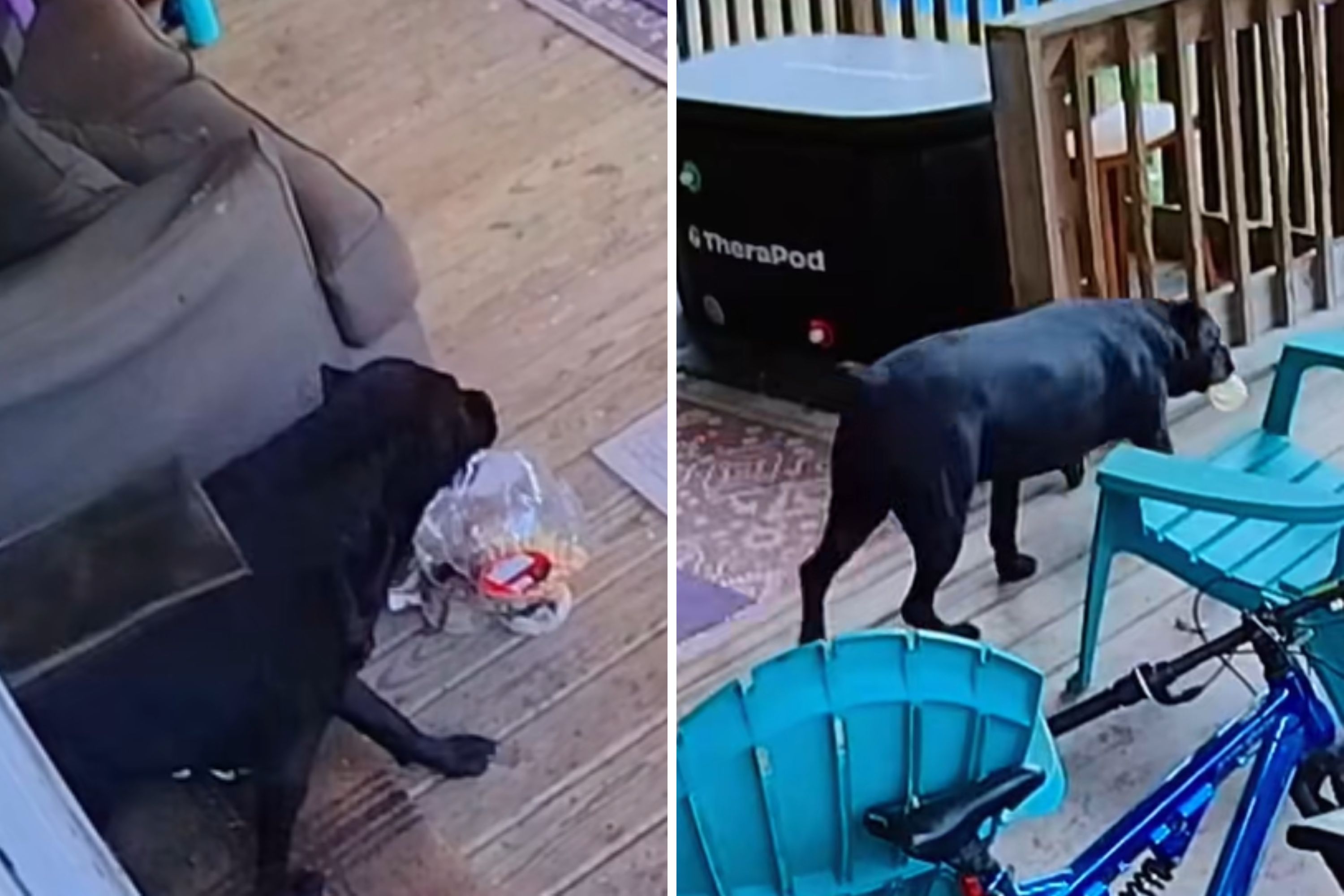 Dog Owner Spots Food Missing—Security Cam Catches Culprit Red