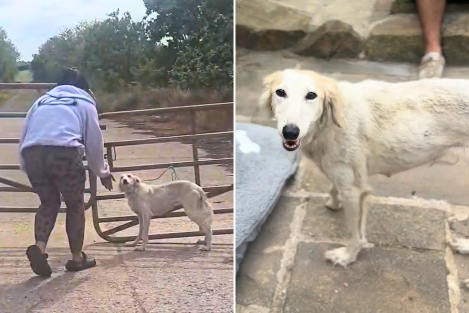 Woman Finds Abandoned Dog Tied to Gate—She Knows What to Do Next - Newsweek