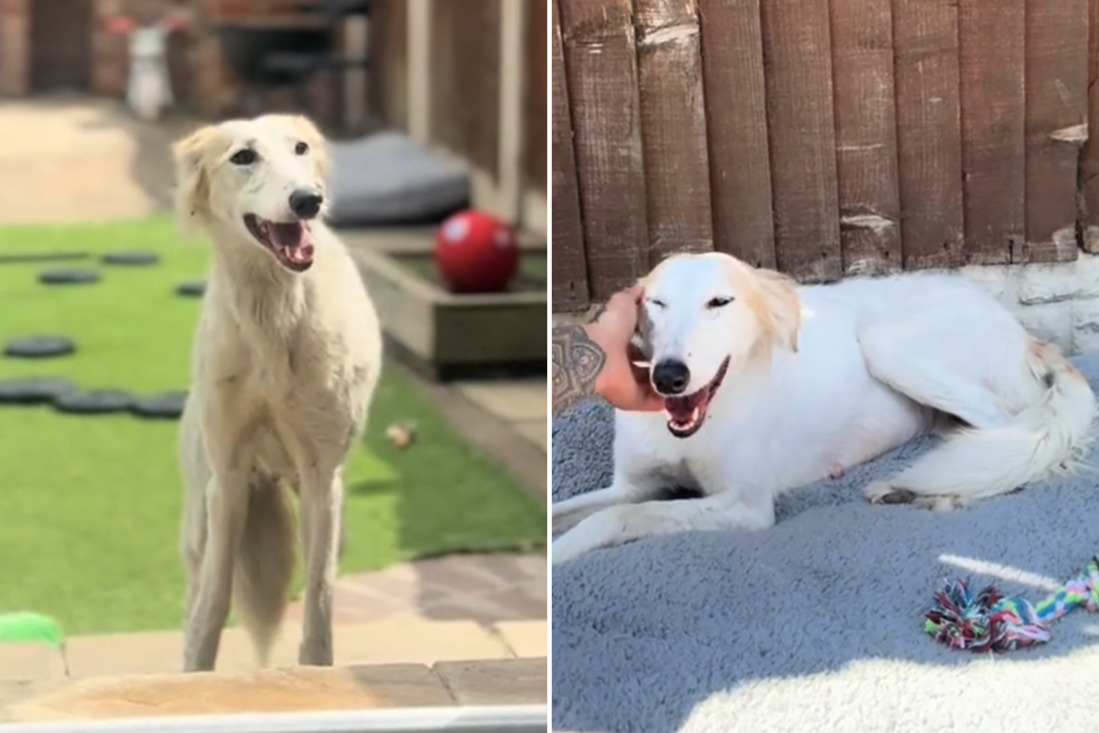 Woman Finds Abandoned Dog Tied to Gate—She Knows What to Do Next - Newsweek