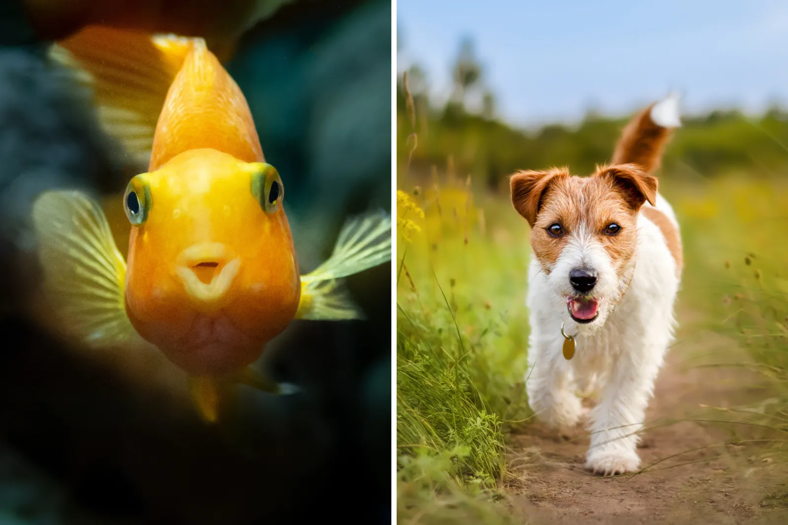 Dumpling Enjoying a Beach Day