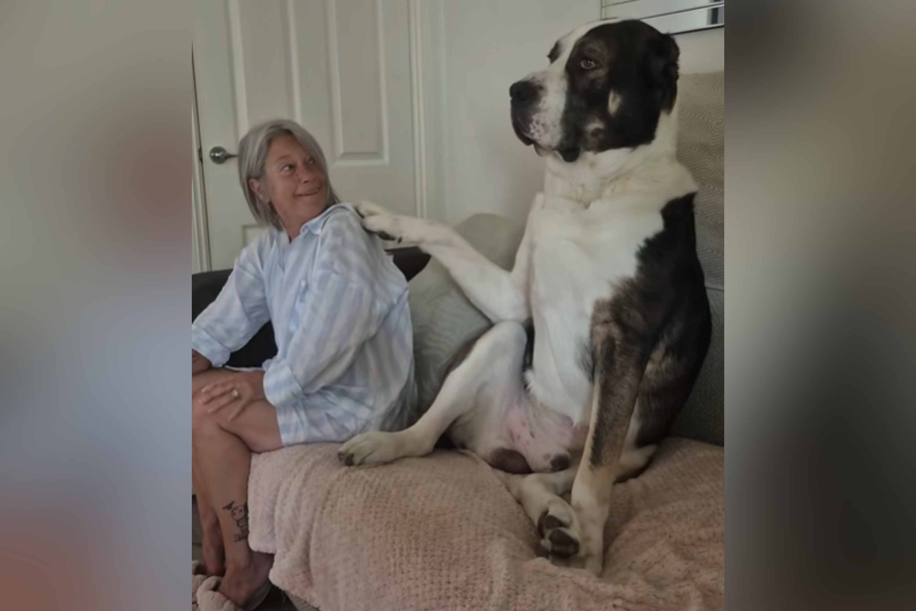 Owners Can't Cope As 187lb Dog Is Needier Than a Puppy: 'Melt Your