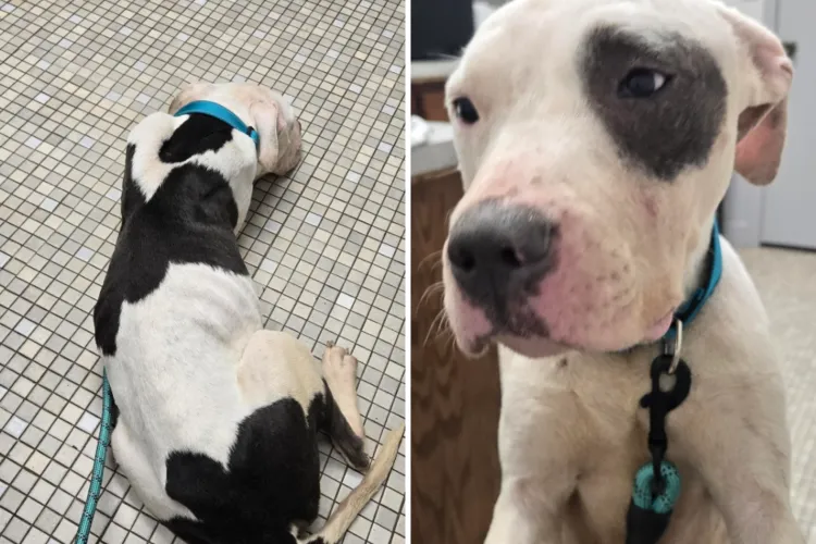 Woman Rescues Traumatized Pit Bull—Heart Breaks at What Vet Tells Her ...