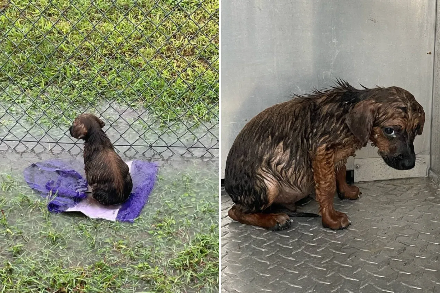 Puppy Found Shaking, Covered in Ticks After Being Abandoned in