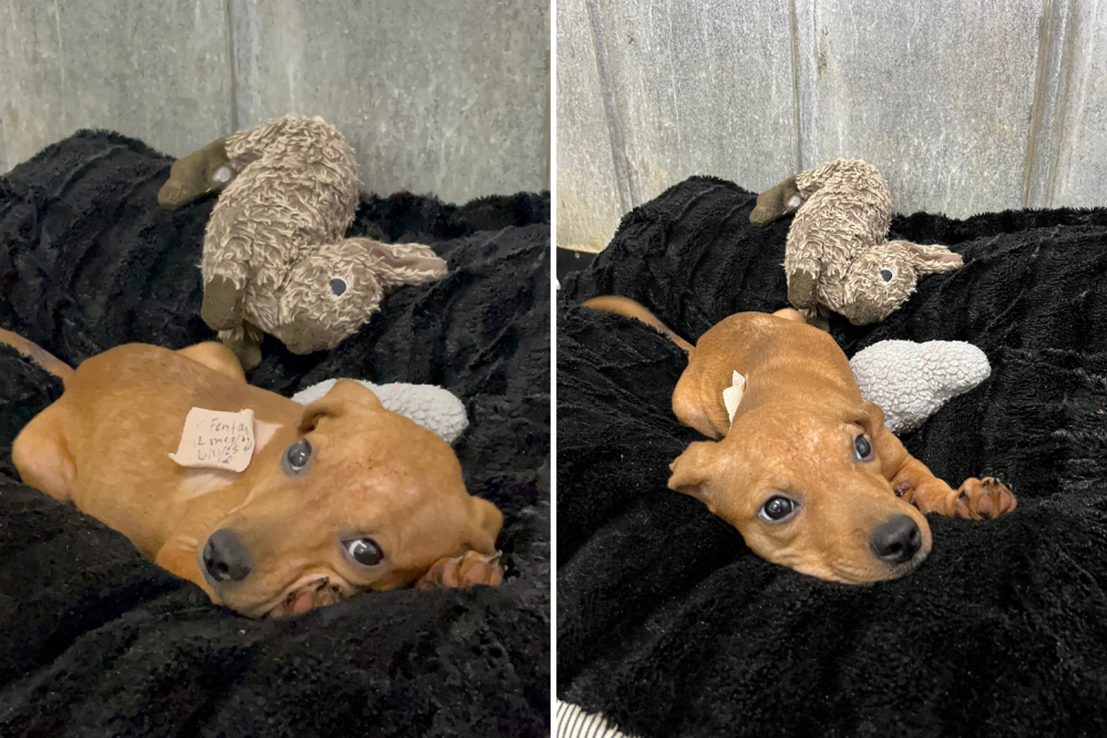 Starved Puppy With Fractured Body Found As Stray—Vet Does the Unexpected