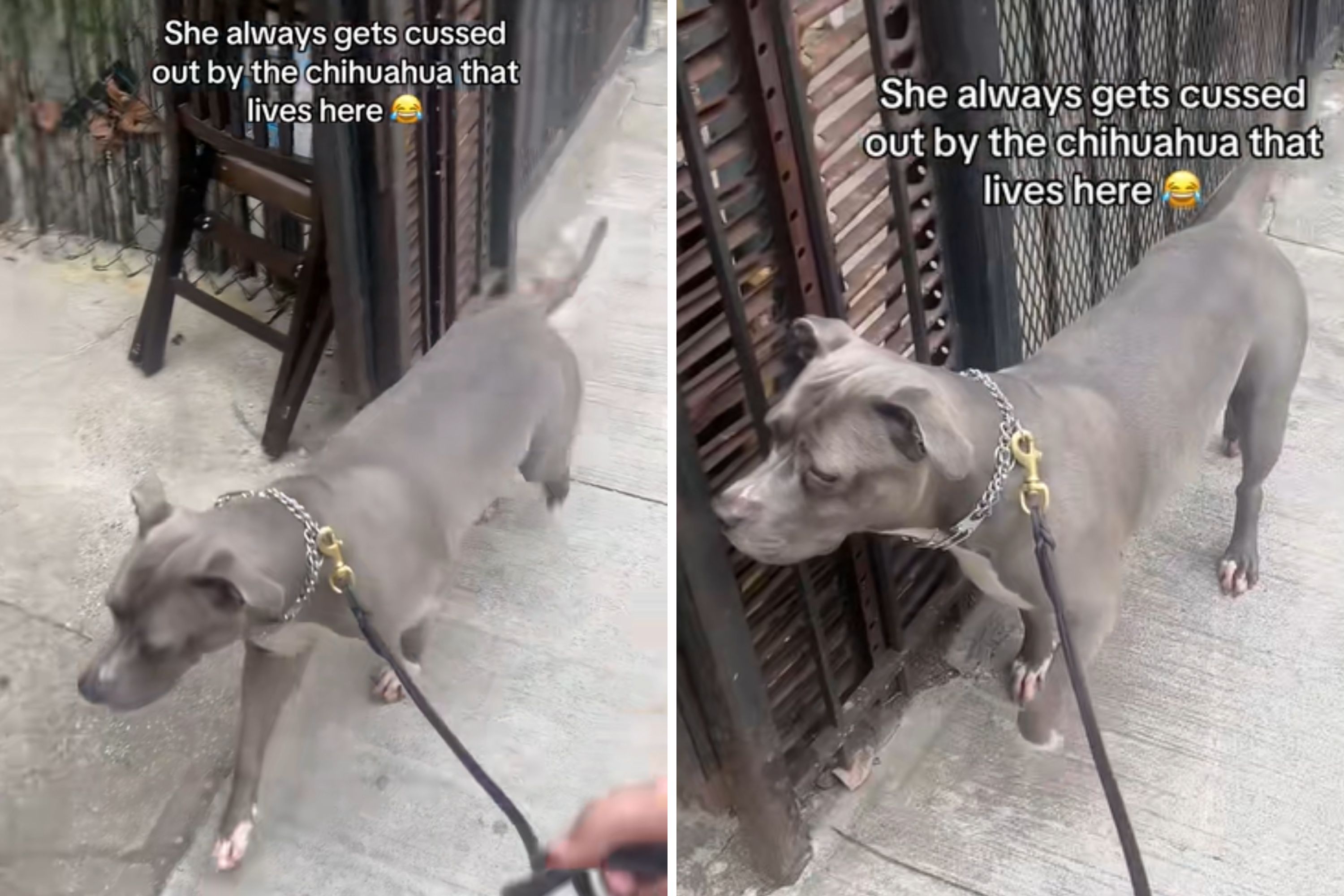 2679112-pit-bull-hesitant-walk