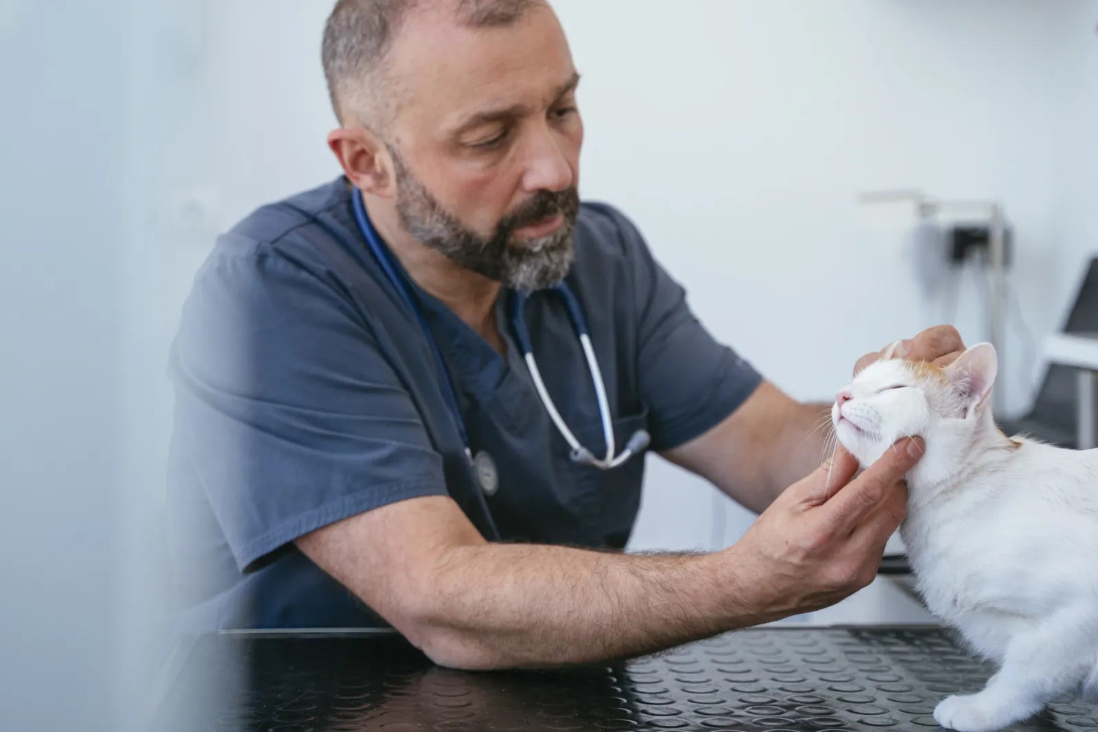 Vet Says ‘Worst Call You Can Get’ Is About Cats With One Key Symptom