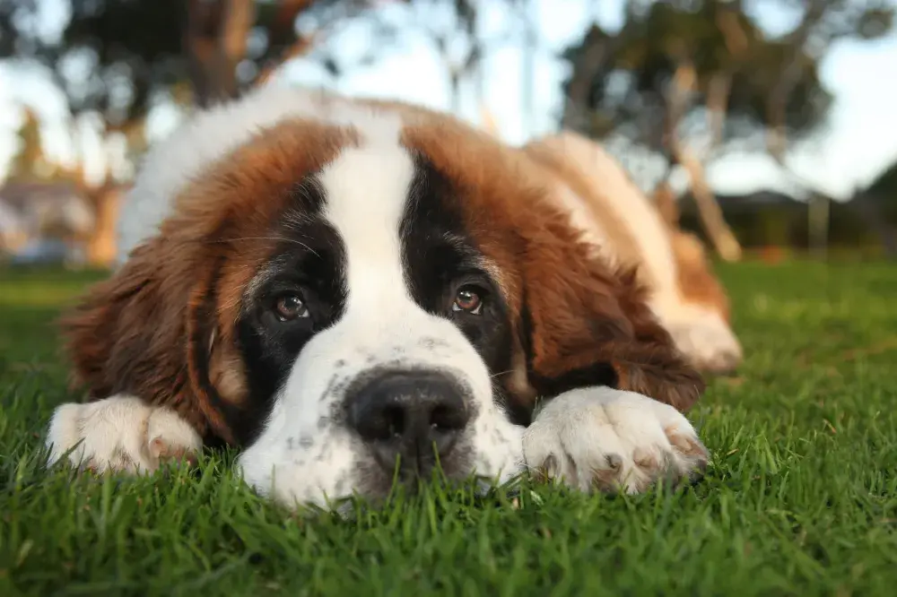 Saint Bernard Puppy Captures Hearts Over How He Eats: ‘Such a Gentleman’