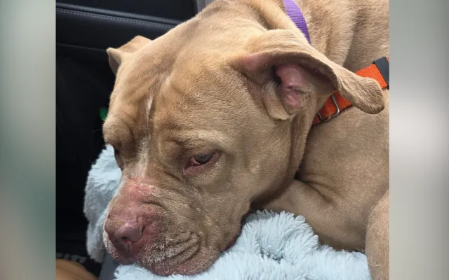Dog Abandoned in Empty Home Refused To Leave ‘in Case Her Owner Came ...