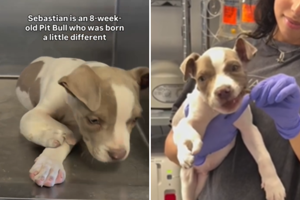 Puppy Born With ‘Little Claw’ Instead of Paw Waits in Shelter for Family