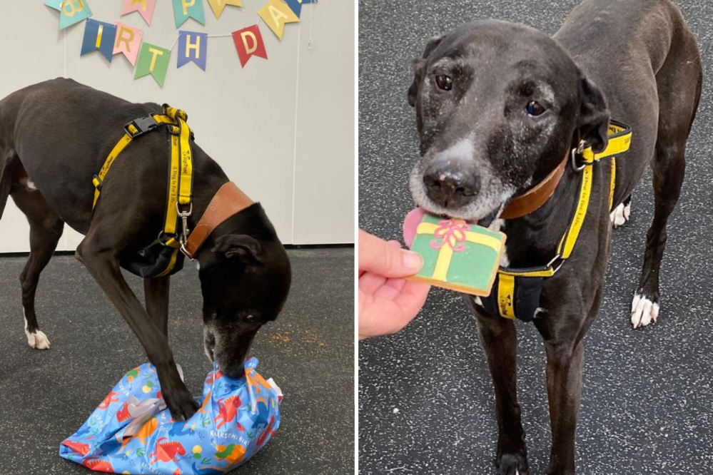 Heartbreak As Shelter Throws Adoption Event for Dog, but No One Turns Up