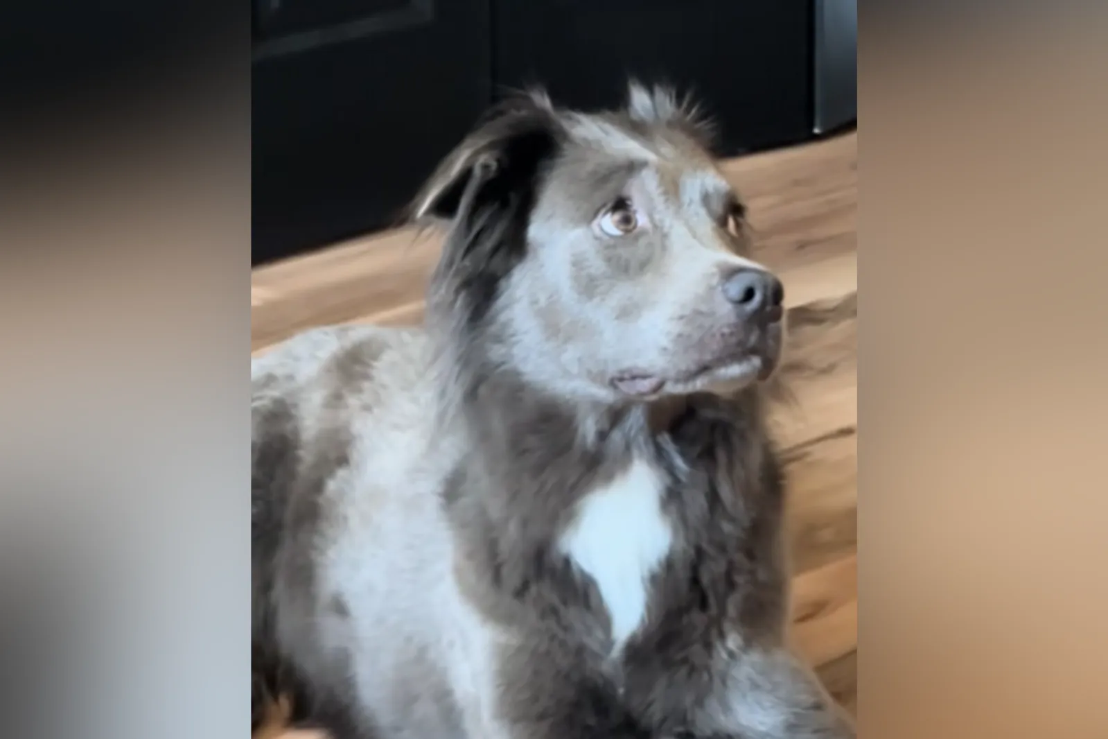 Mom-To-Be Plays Crying Noise to Prepare Dog for Baby—Pup's Face