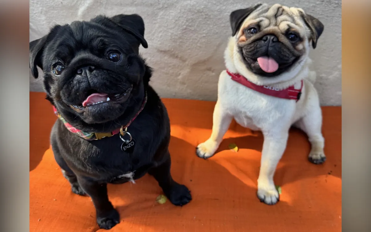 Rescue Pug Separated From Brother at 8 Weeks Old, 'Fate' Reunites