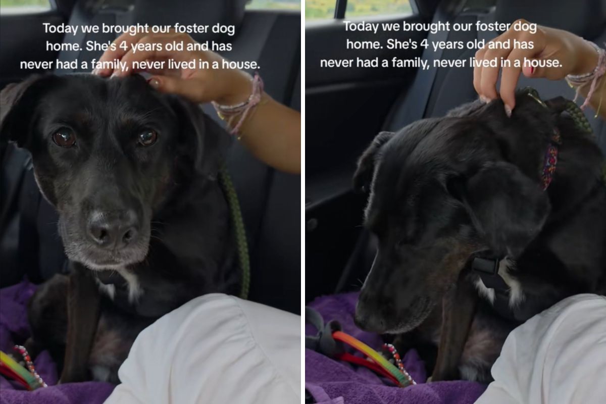 Shelter dog, 4, gets in a car—Not knowing she's going to first ever home