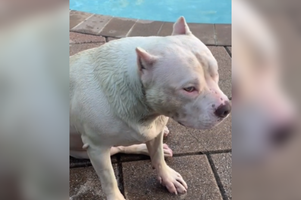 Woman Discovers Dog Has Turned Green—Hysterics As She Learns Reason