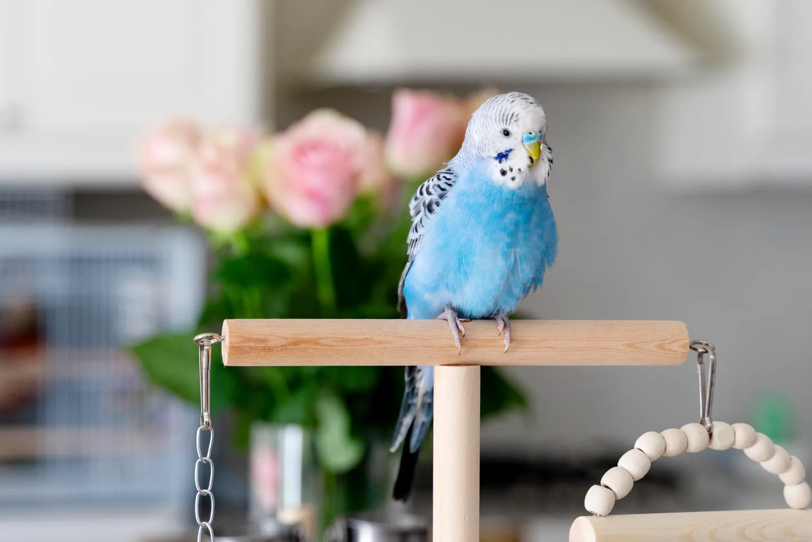Tears at Family’s ‘Heartbreaking’ Reason for Rehoming Beloved Bird