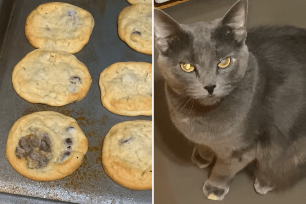 Cat Owner Bakes Chocolate Chip Cookies, but There’s an Obvious Problem