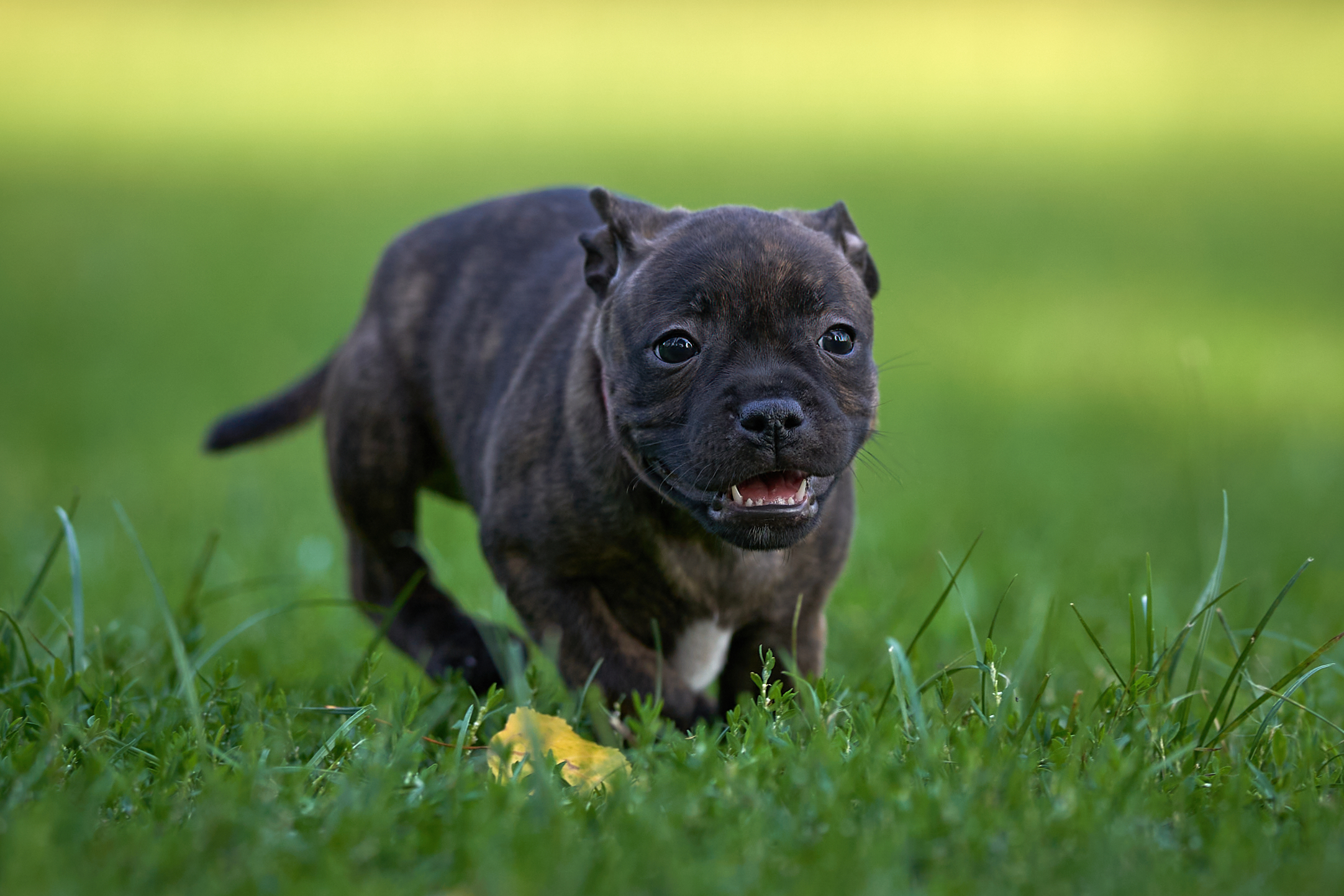 Staffy Pup Female American Staffy Colours Staffordshire Bull