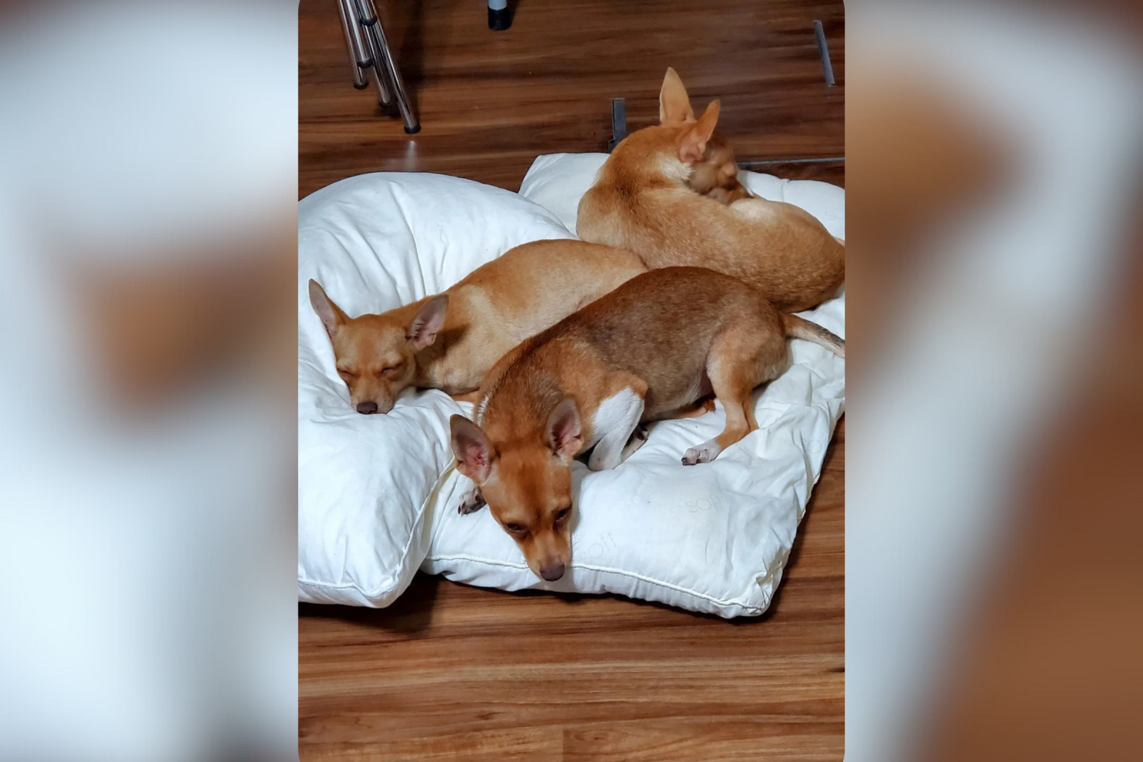 Chihuahuas