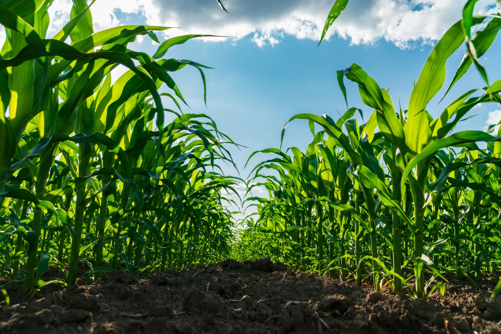 Corn Sweat: What To Know About the Agricultural Impact on Heat Dome ...