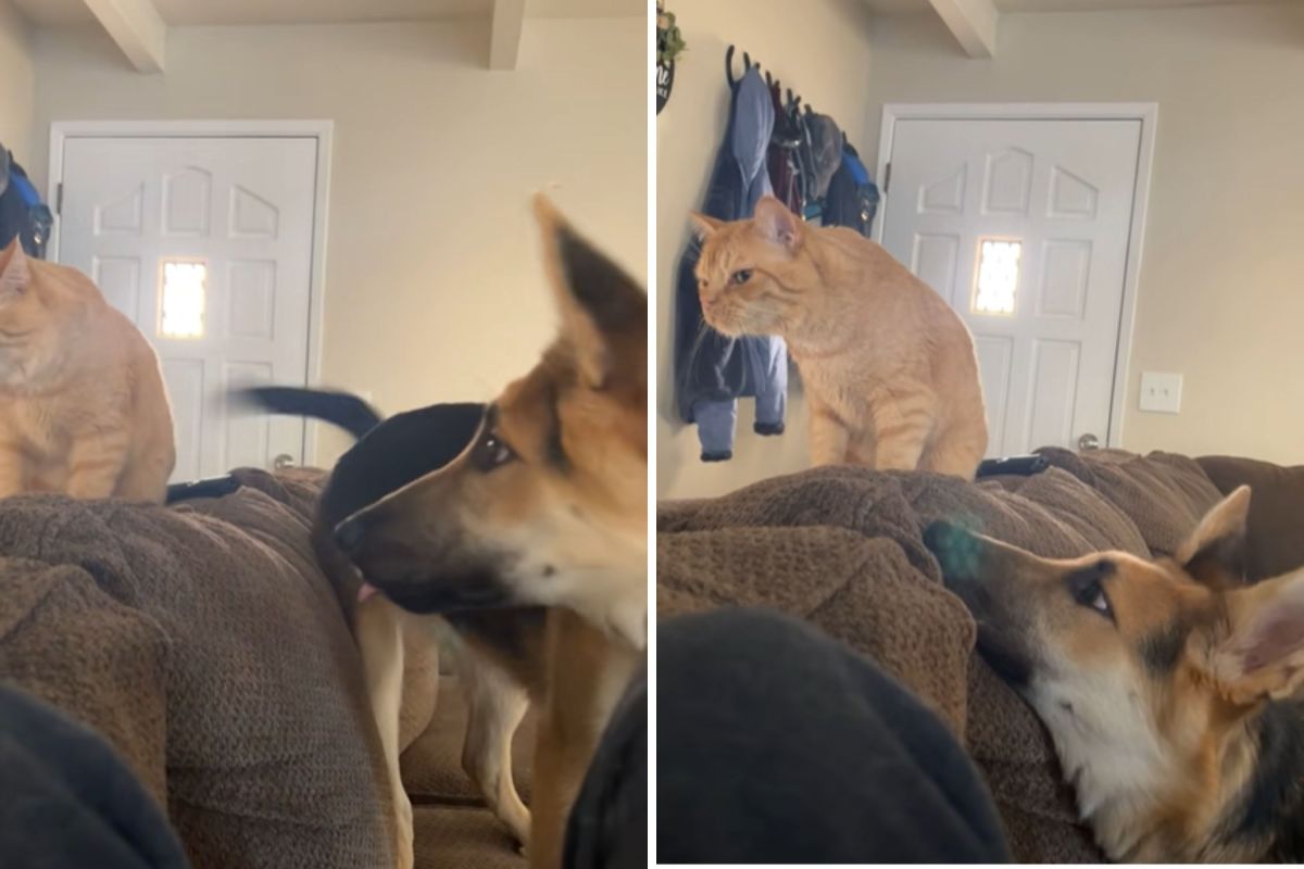 Dog Unaware of ‘One-Sided Friendship’ Desperately Tries Winning Cat ...