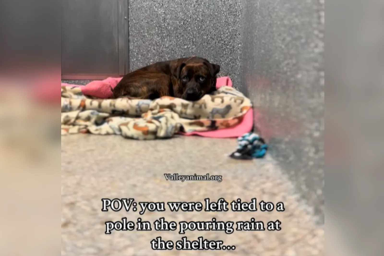 Dog Found Tied to Pole in Rain at Shelter—Now Hoping for a Second ...