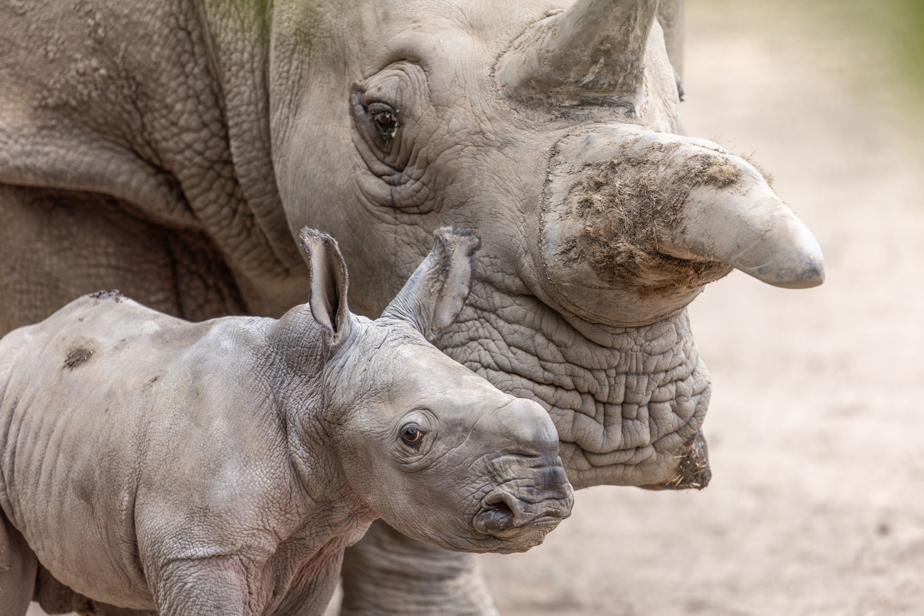 California Baby Rhino Named for Ozzy Osbourne - Newsweek