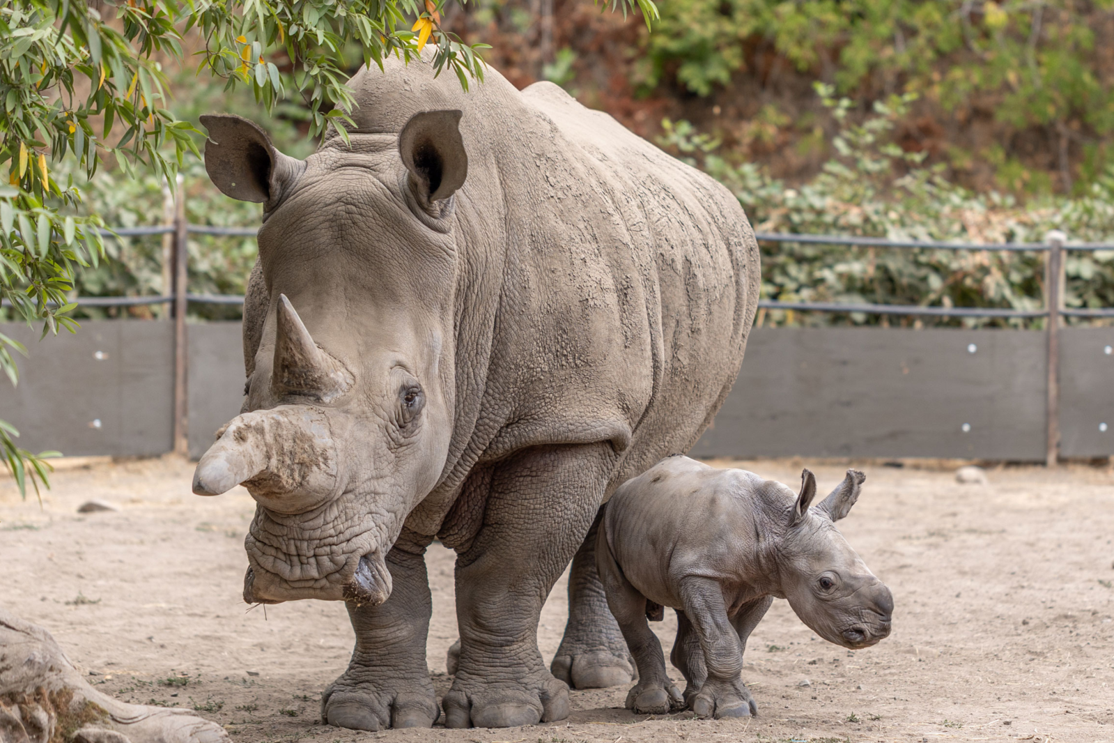 California Baby Rhino Named for Ozzy Osbourne - Newsweek