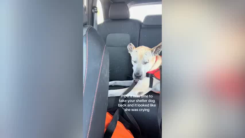 Why Does My Dog Cry in the Car: Surprising Reasons & Solutions