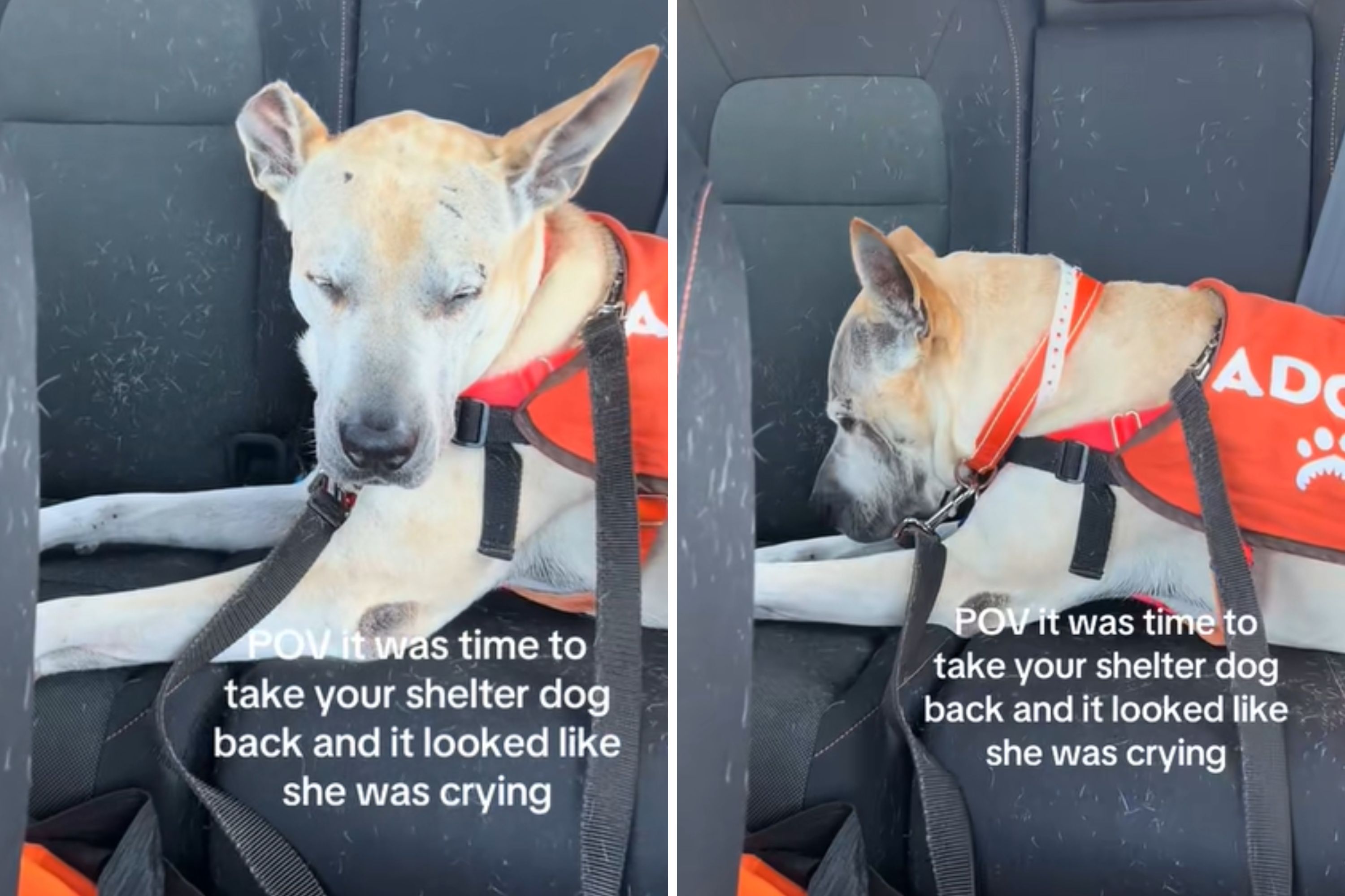 Why Does My Dog Cry in the Car: Surprising Reasons & Solutions