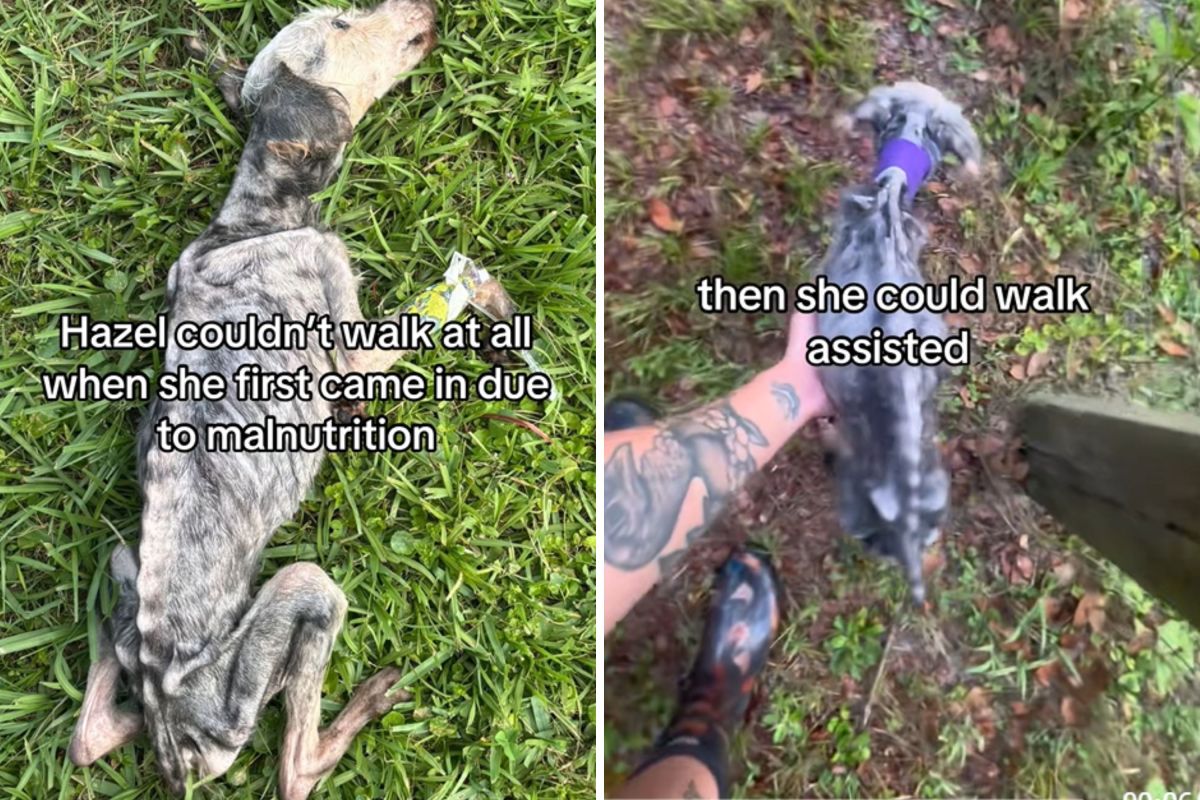 Skeleton of a Dog Barely Able To Move Rescued, Now She’s Unrecognizable ...