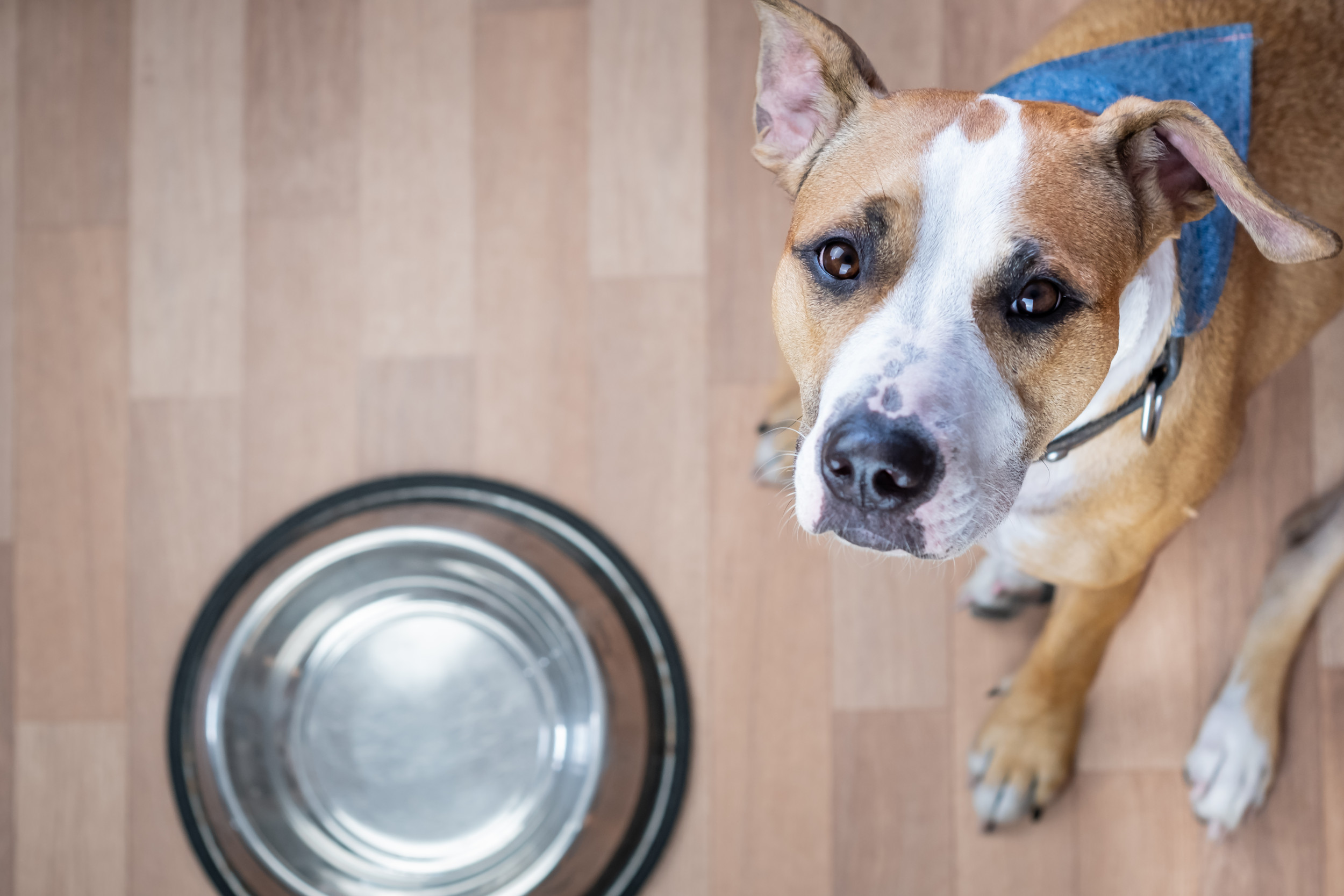 Your Pet’s Food Bowl Could Be Putting Their Health At Risk—What To Know