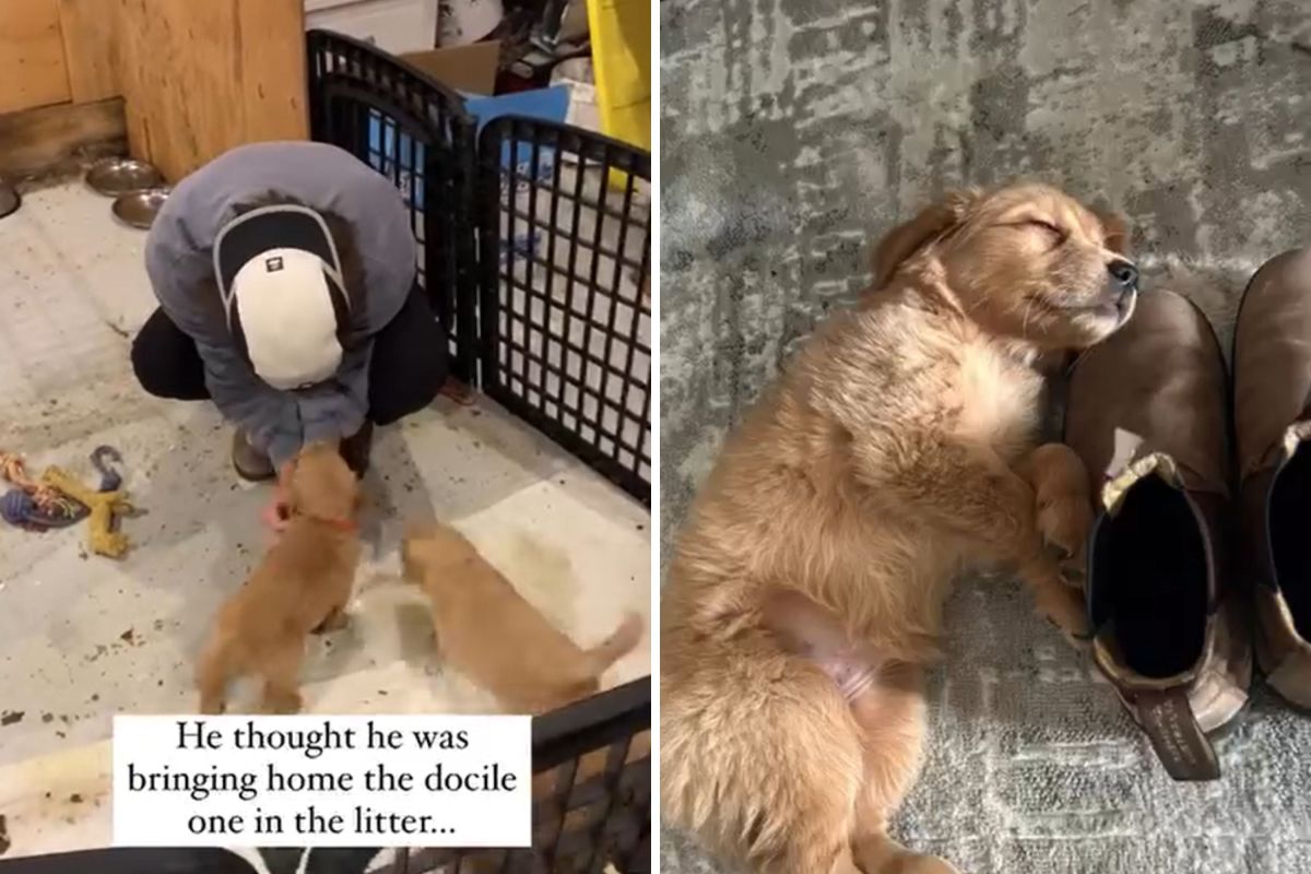 Man Thinking He Got ‘Docile’ Puppy Quickly Realizes He Was Wrong Newsweek