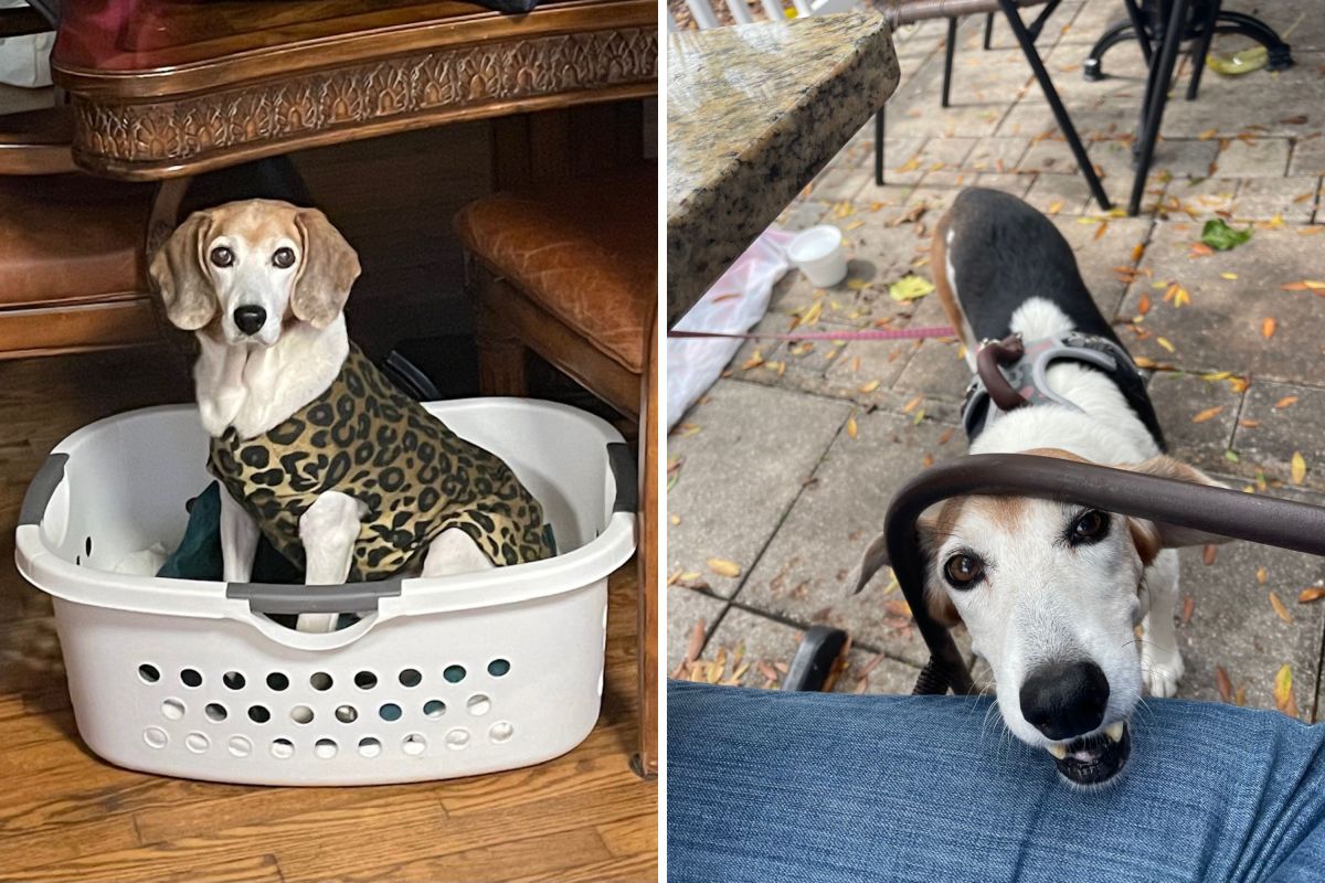 Rescue Dog Obsessed With Laundry Baskets Wins Pet of the Week - Newsweek