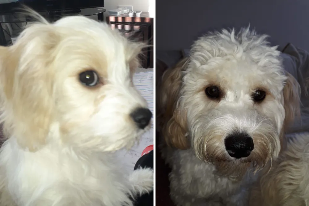 Rescue Dog Obsessed With Laundry Baskets Wins Pet of the Week - Newsweek