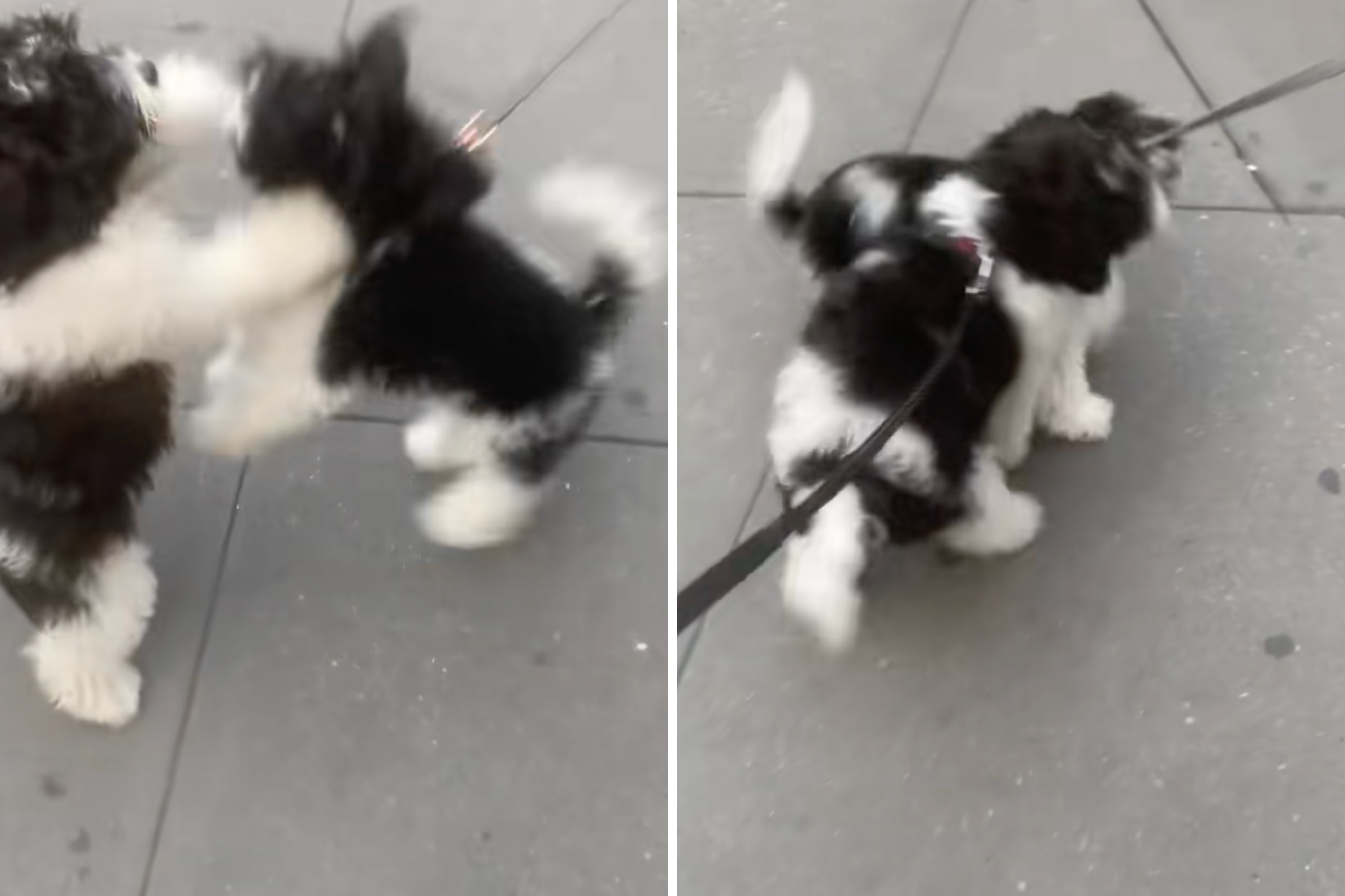 2695891-lola-bear.png
