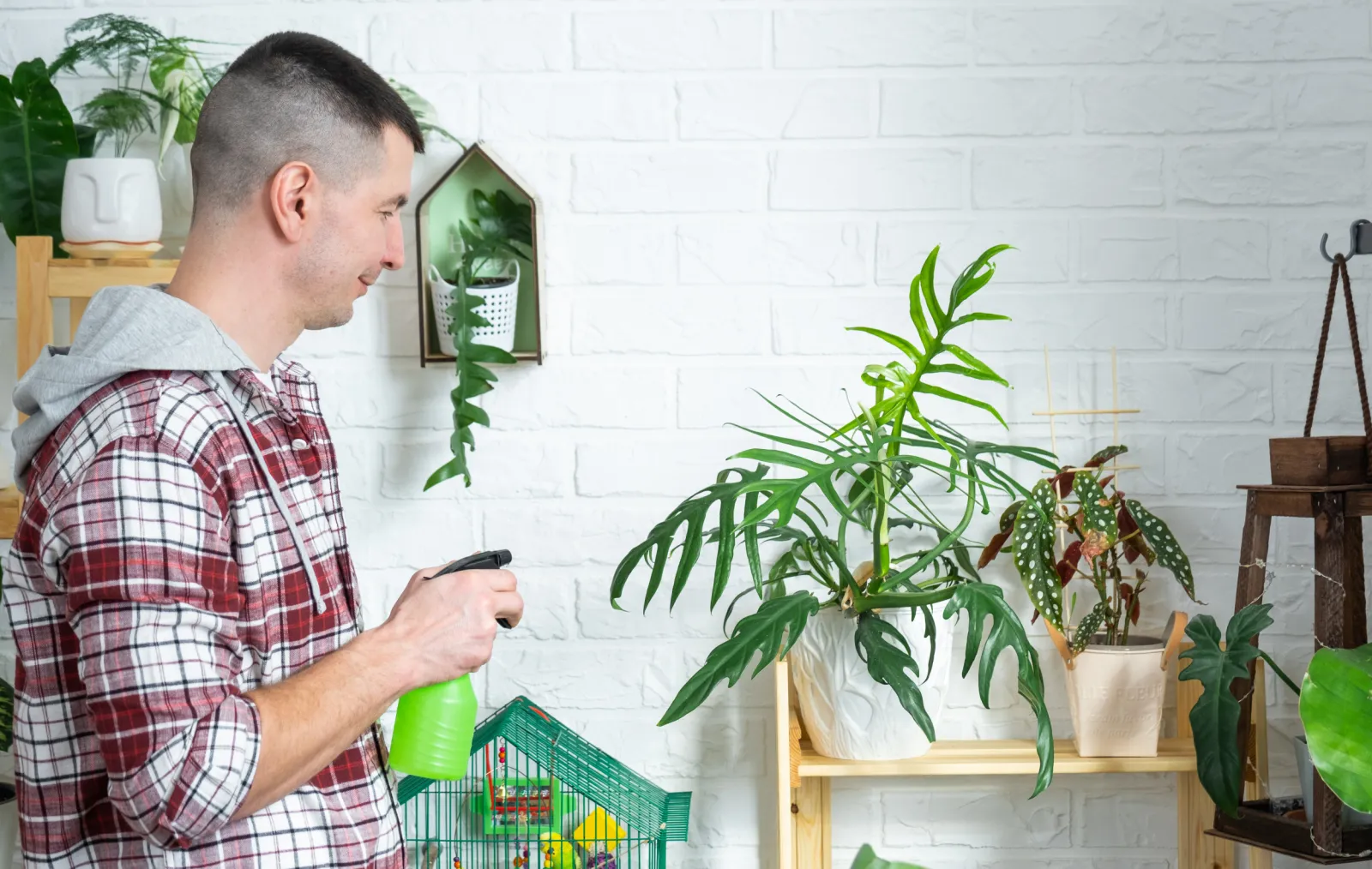 Plant Owner Accidentally Feeds It CreatineInternet Wants Answers - Newsweek