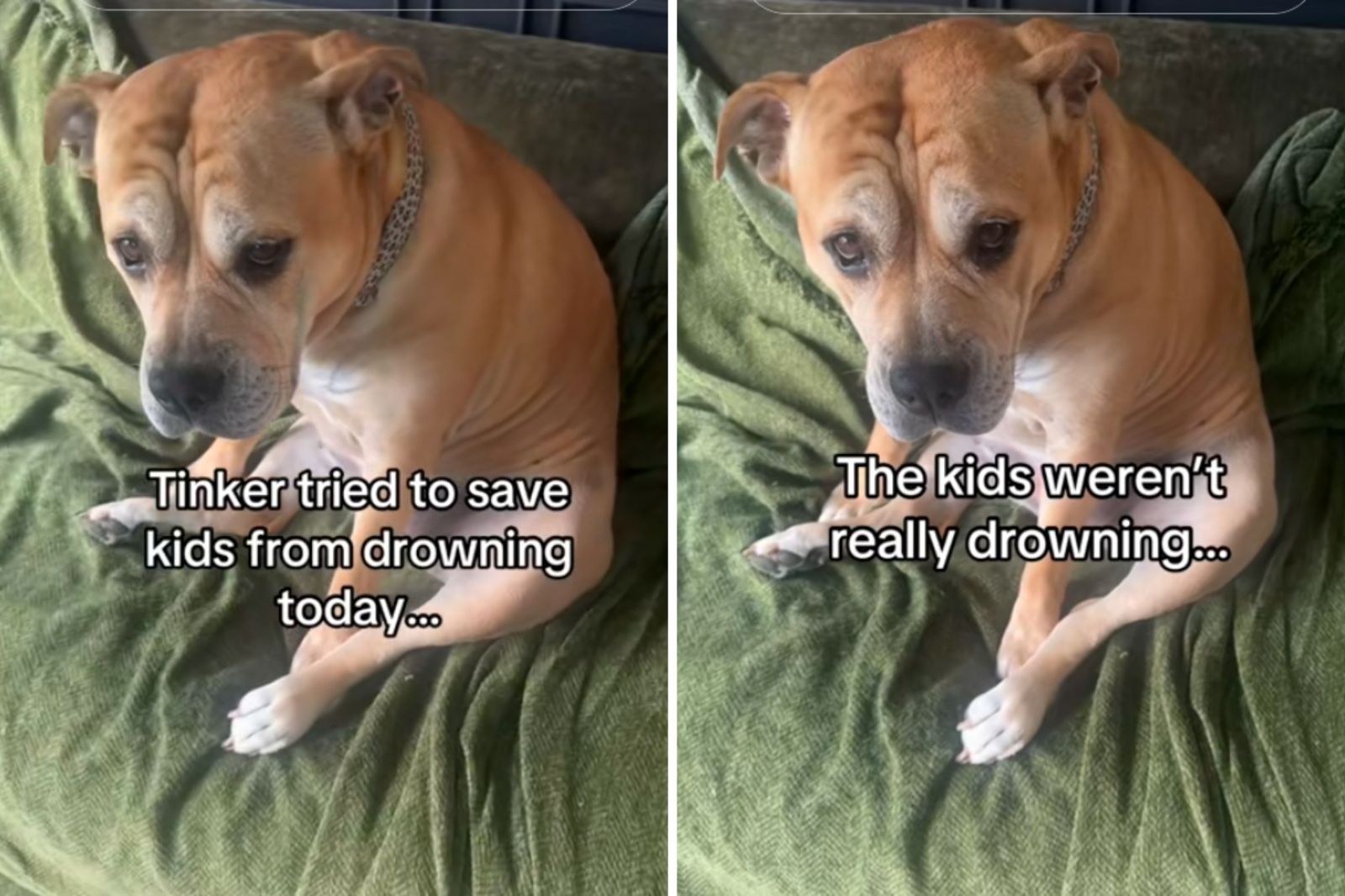 Dog Jumps to Action to Save Kids in Pool—But There’s a Twist