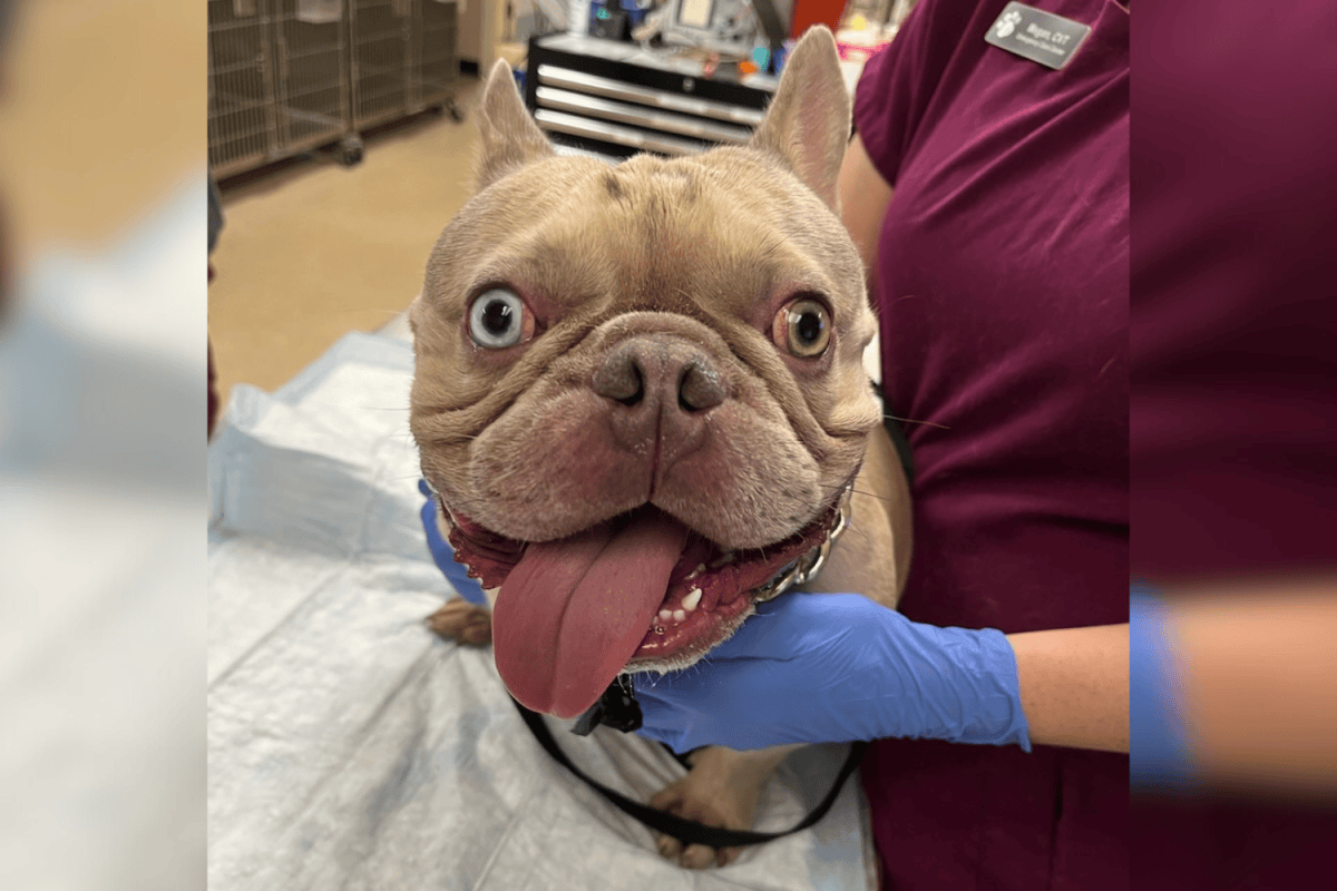 Owner Arrested After Leaving Dog in Scorching Car To Go to Beach - Newsweek