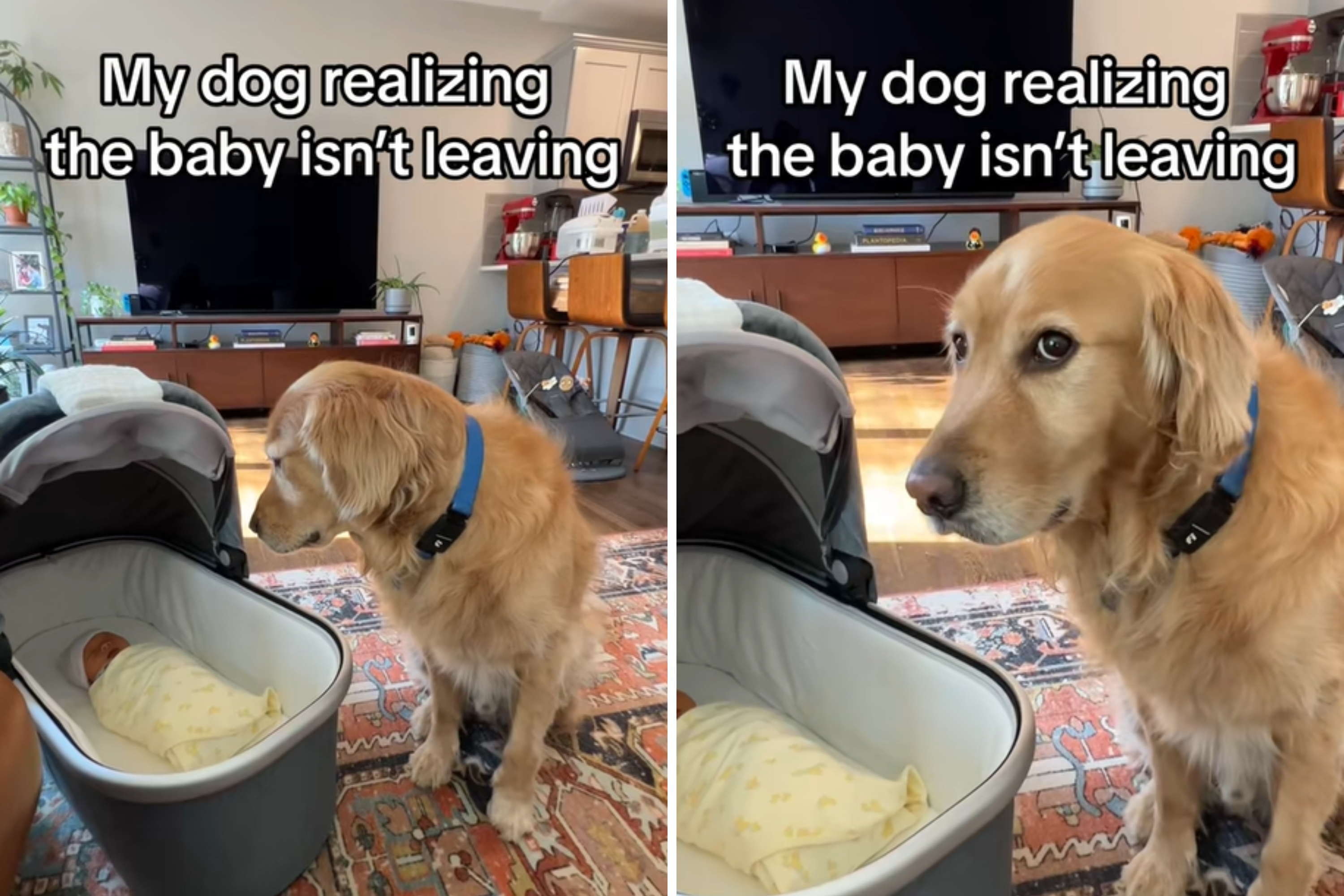 Moment Dog Realizes Baby ‘Isn’t Leaving’ Leaves Internet in Stitches
