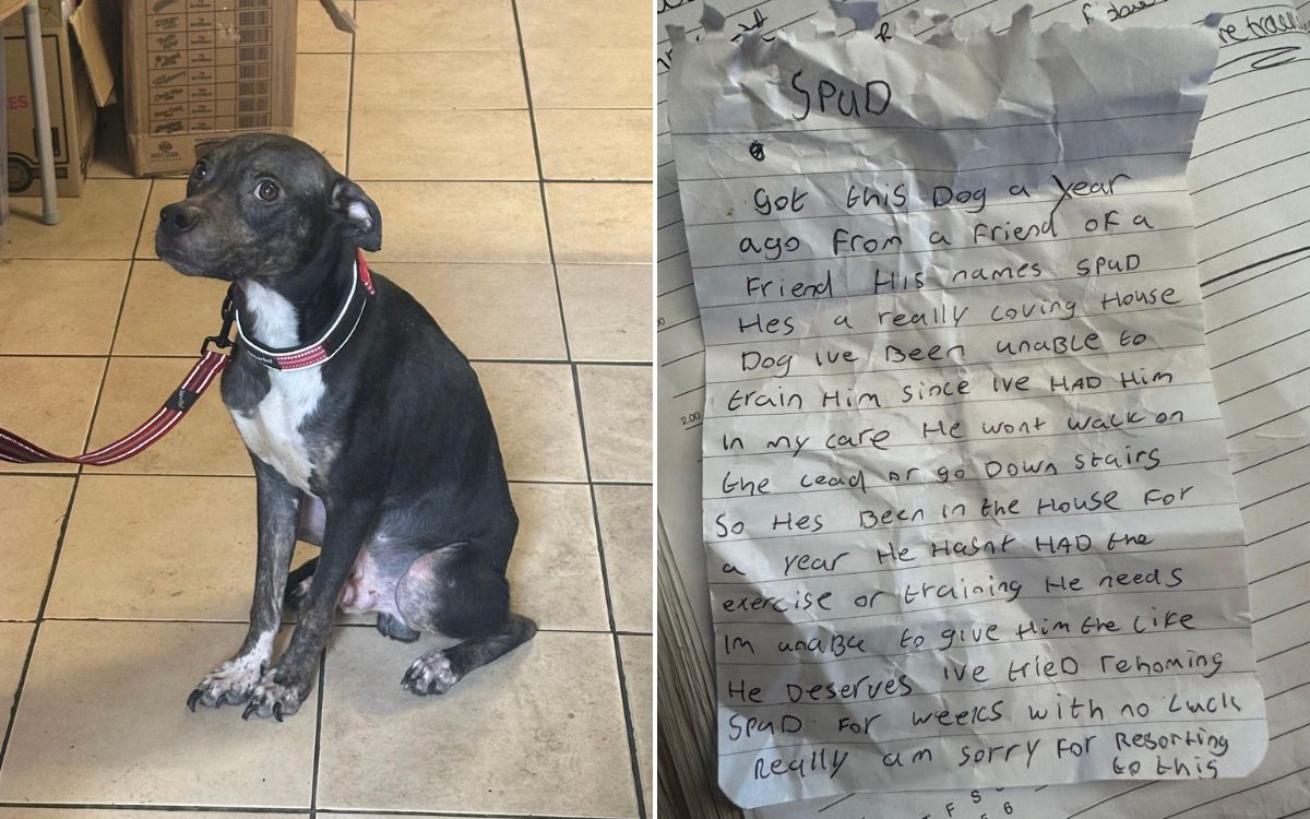 Dog Dumped in Crate With Heartbreaking Note: ‘Sorry for Resorting To ...