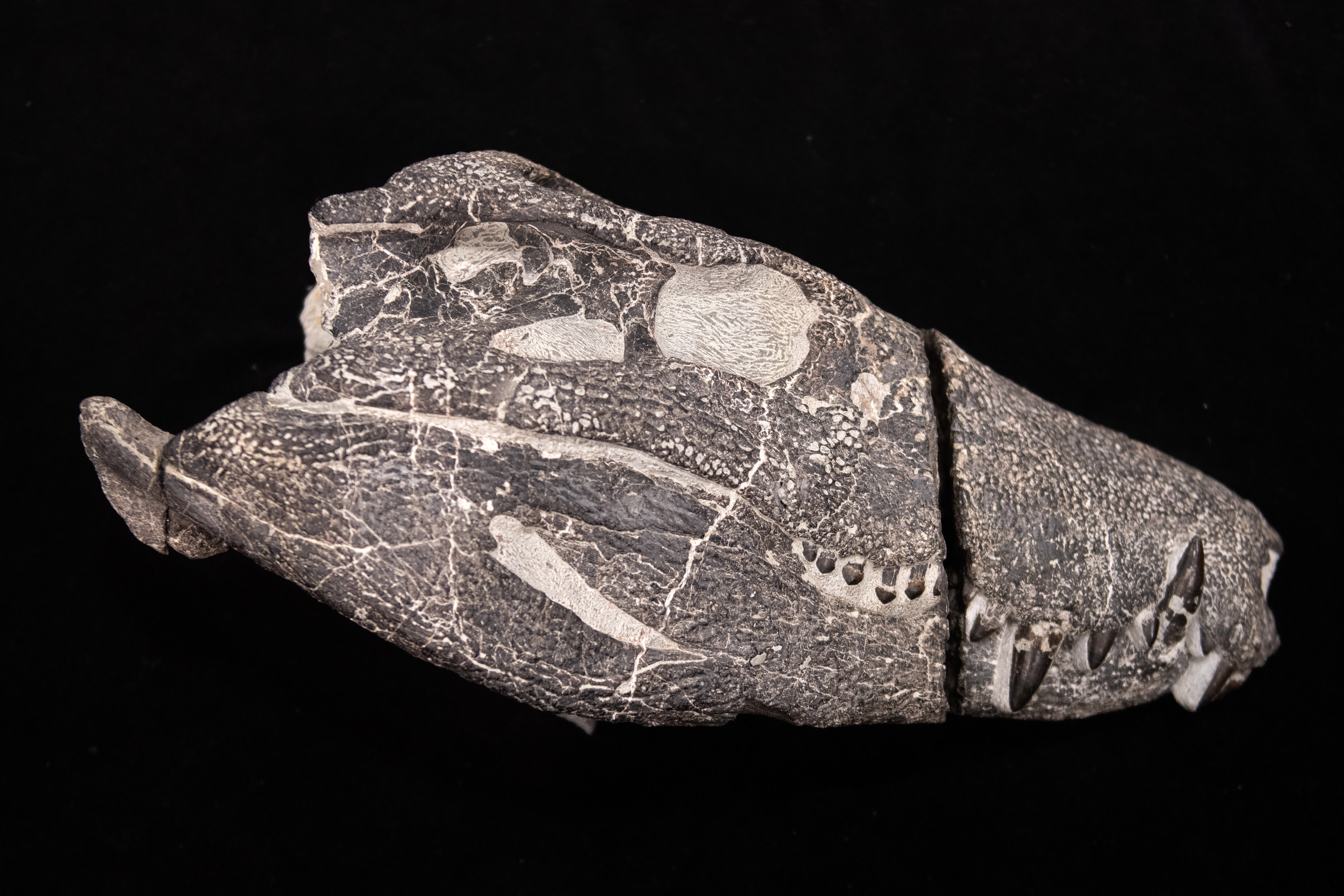 Ancient Crocodile 'Hypercarnivore' Discovered—And It Ate Dinosaurs