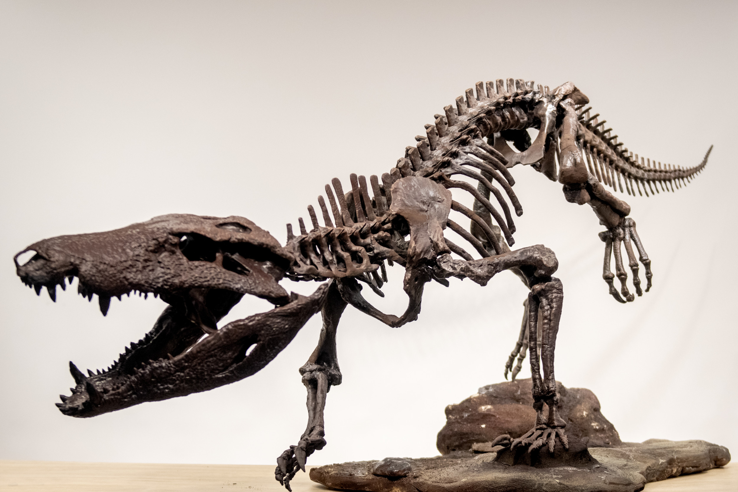 Ancient Crocodile 'Hypercarnivore' Discovered—And It Ate Dinosaurs