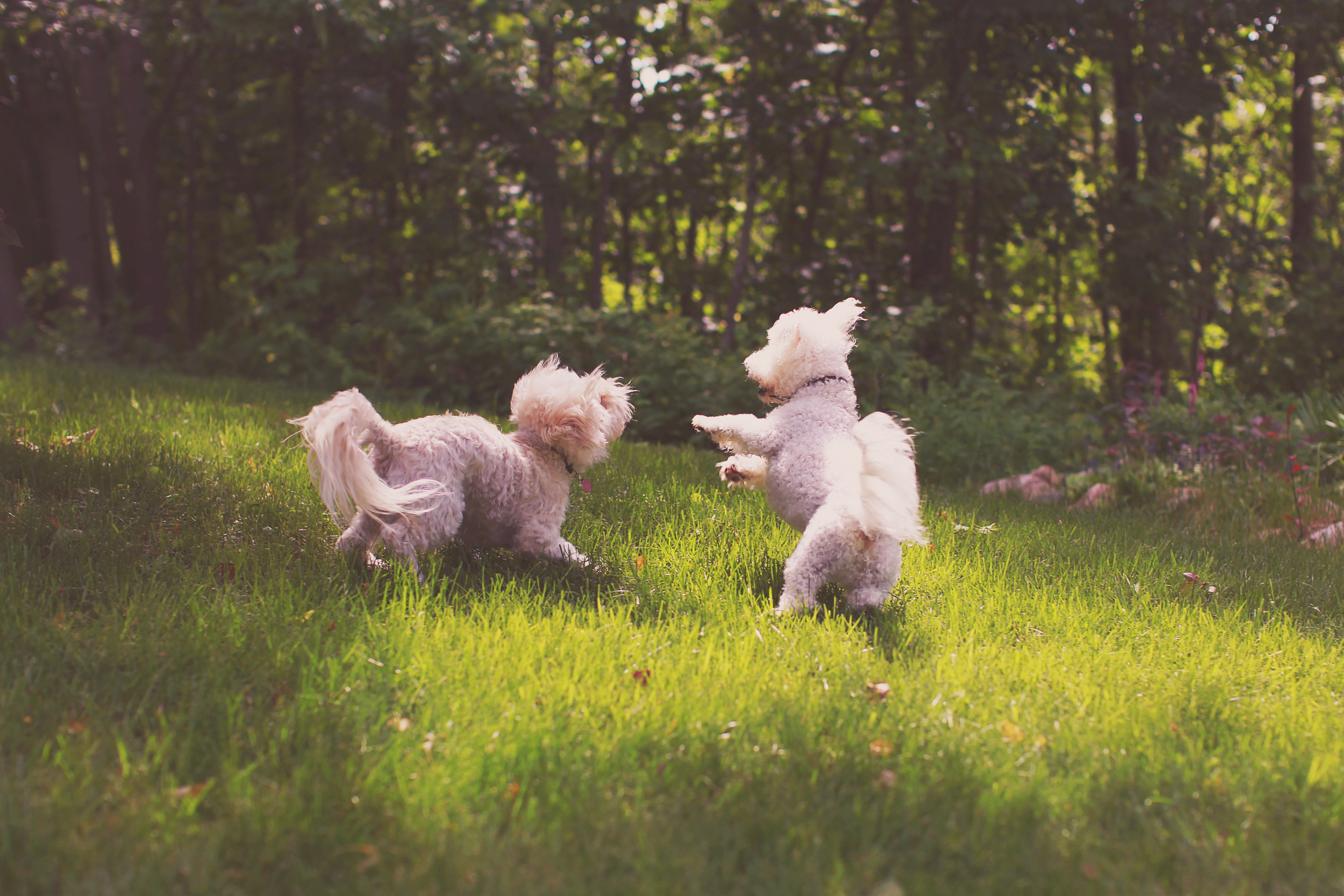 Dogs Play in Garden—What Owners Notice Next Shocks: 'Destroyed'