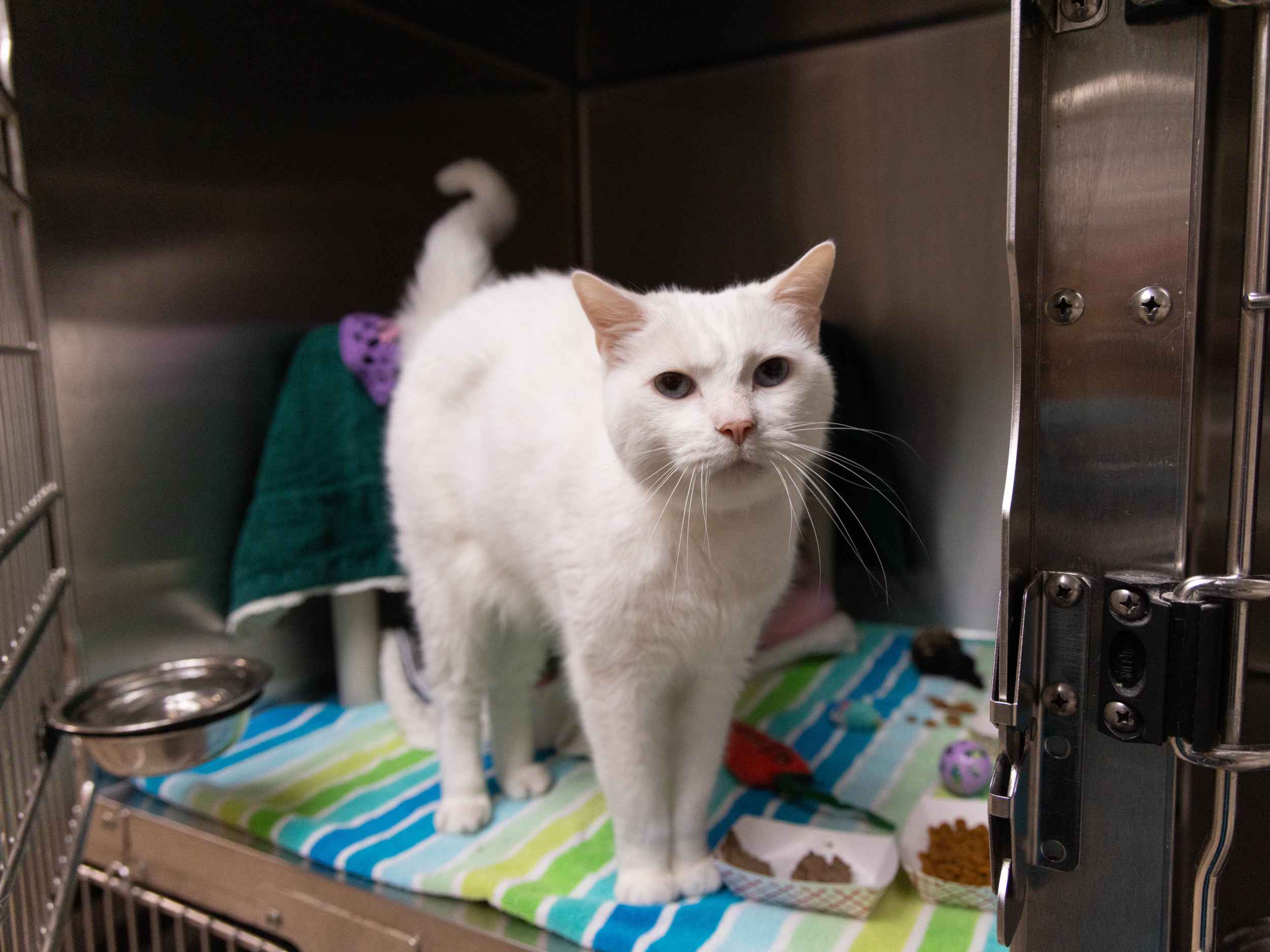 Frightened cat found abandoned in Trader Joe's bag gets second