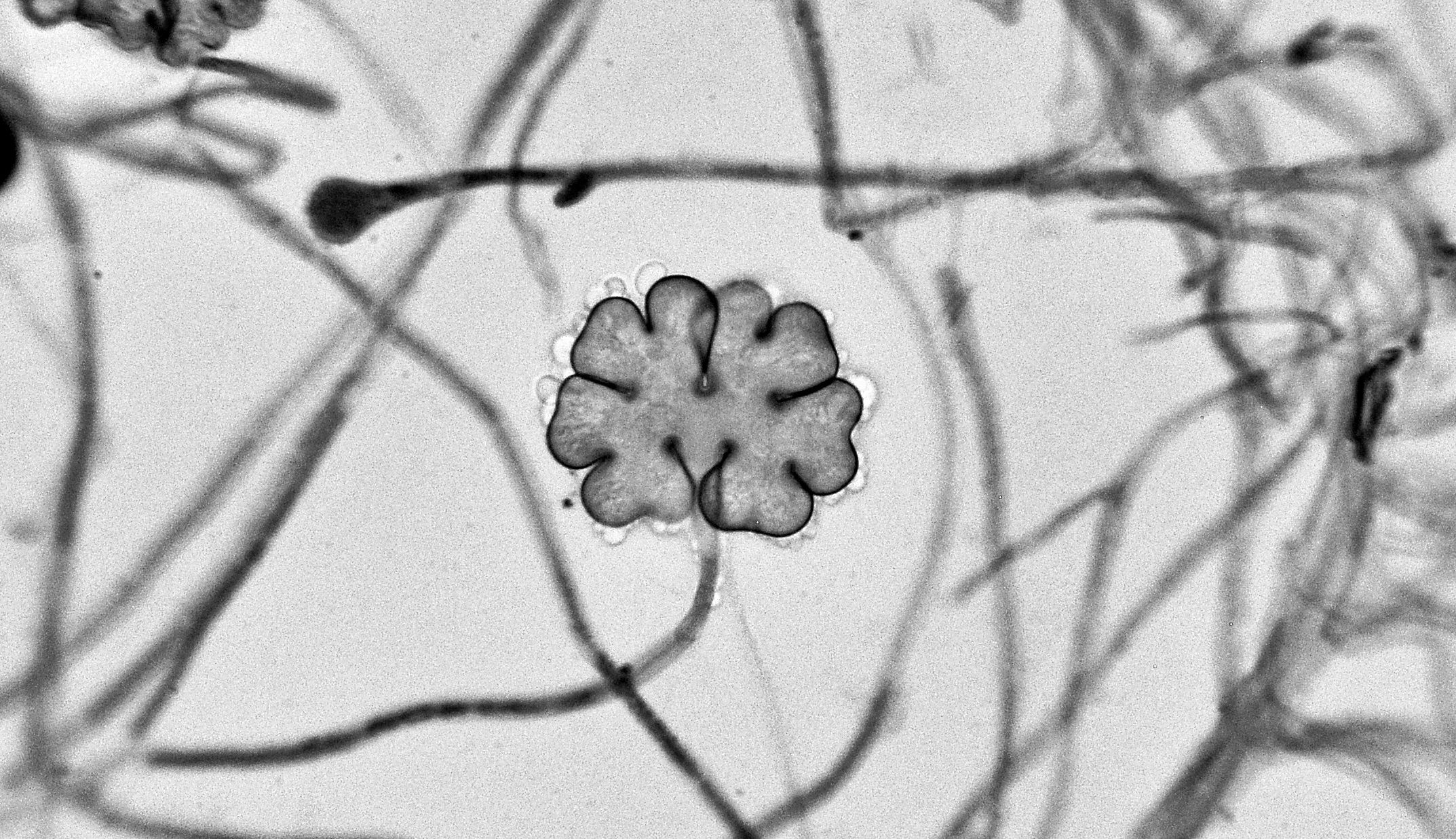 Queen-Ant-Killing 'Zombie Fungus' Discovered By Undergrad - Newsweek