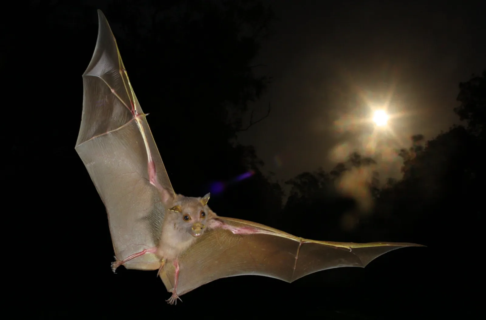 Some Bats Use Their Wings to Navigate in the Dark - Newsweek