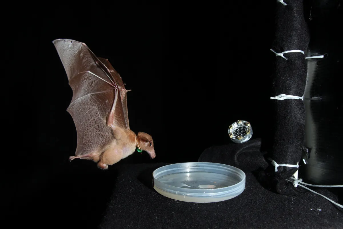 Some Bats Use Their Wings to Navigate in the Dark - Newsweek