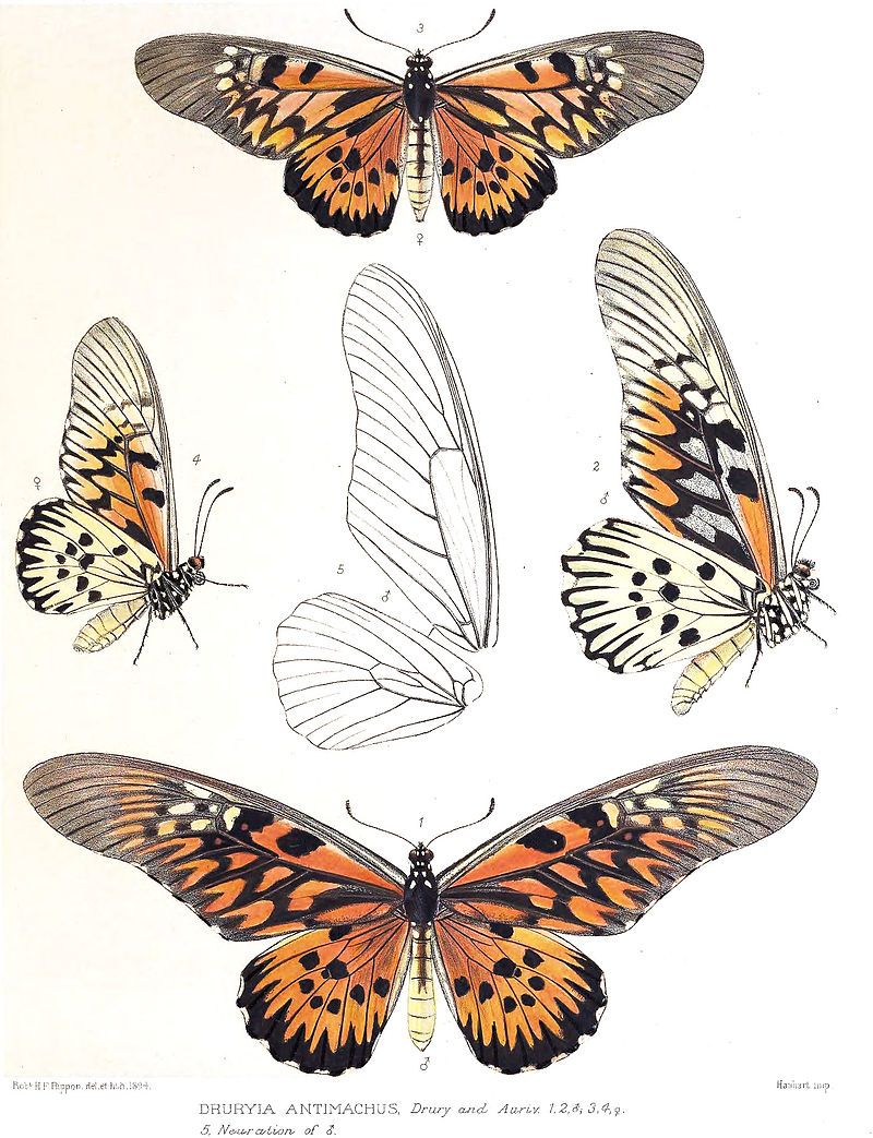 Tracking Africa's Largest Butterfly on the Hilltops of Liberia