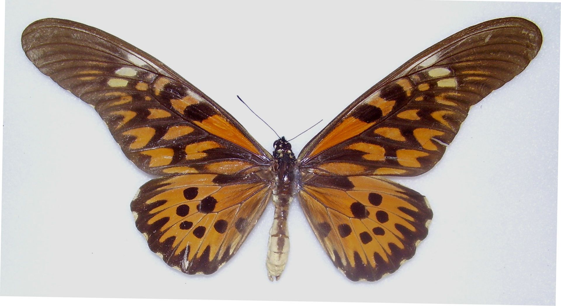 Tracking Africa's Largest Butterfly on the Hilltops of Liberia